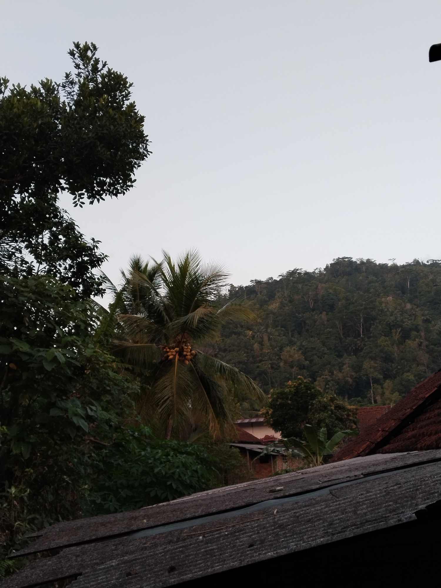 The image depicts a rural landscape in Karangturi, Indonesia, under an overcast sky. In the foreground, a weathered, dark gray, corrugated roof extends diagonally from the bottom right corner. Behind this roof, a cluster of buildings with red tile roofs are partially visible amongst dense green foliage. Further in the background, a lush, tree-covered hillside rises steeply, its slopes covered with various shades of green trees. On the left side of the image, a large, dark green tree with dense leaves dominates the frame, and to its right, a palm tree with bright yellow coconuts is prominent. The overall scene suggests a natural, possibly early morning or late afternoon setting, with limited human presence implied by the visible structures.