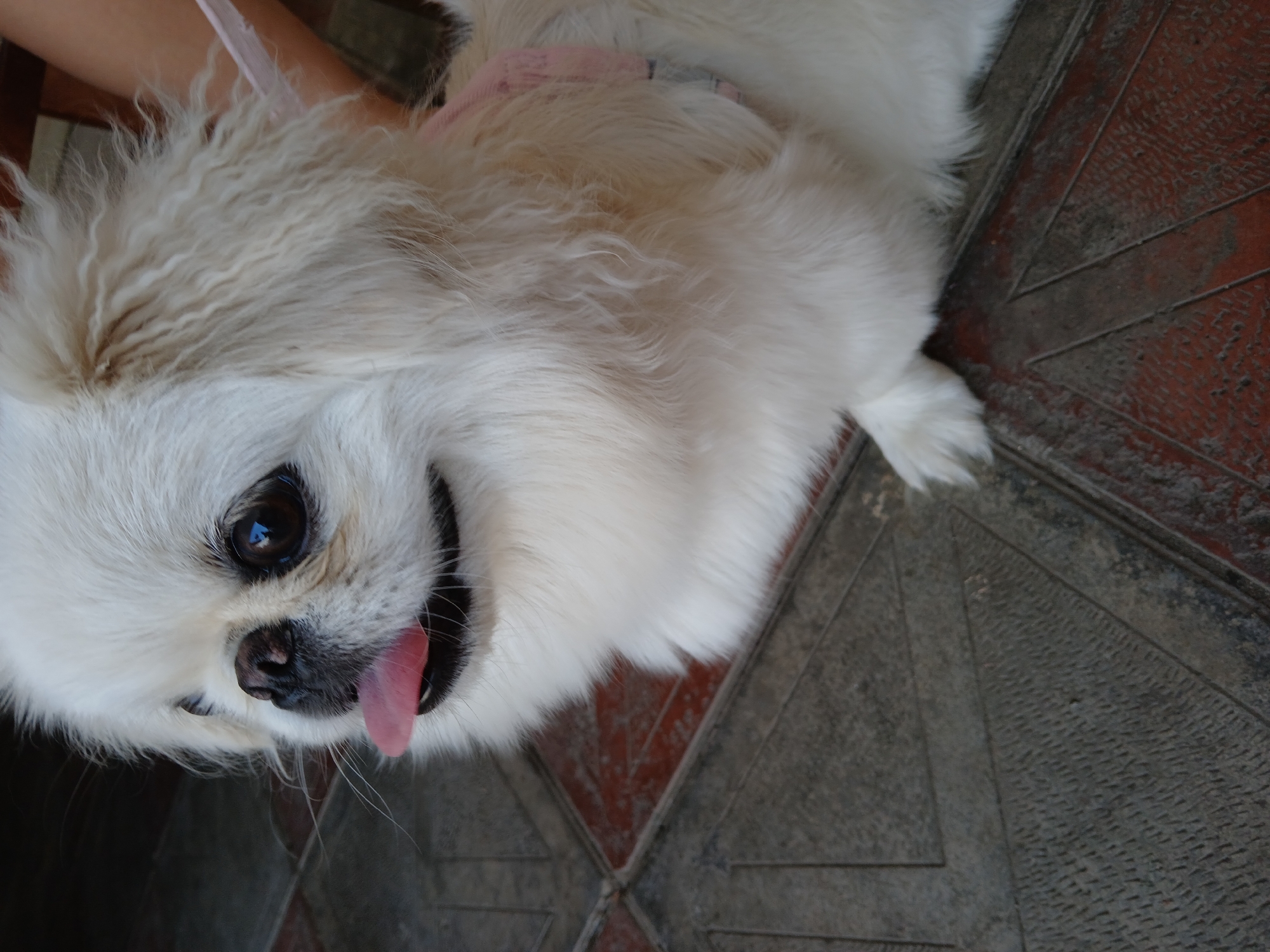 A close-up, high-angle shot shows the head and upper body of a white Pekingese dog with its tongue slightly sticking out. The dog's fur is long and fluffy, with visible strands and a slightly wavy texture around its ears and neck. Its eyes are dark and round, reflecting light. A thin, light pink collar is visible around the dog's neck. The dog is positioned on a tiled surface that appears to be outdoors. The tiles are a mix of grey and reddish-brown, arranged in a geometric pattern with visible grout lines. In the background, a portion of a person's leg, clad in pink, is visible on the right side of the frame. The overall lighting suggests daylight, possibly in the city of Aghstafa, Azerbaijan, although the specific location is not definitively indicated by visual cues within the image.