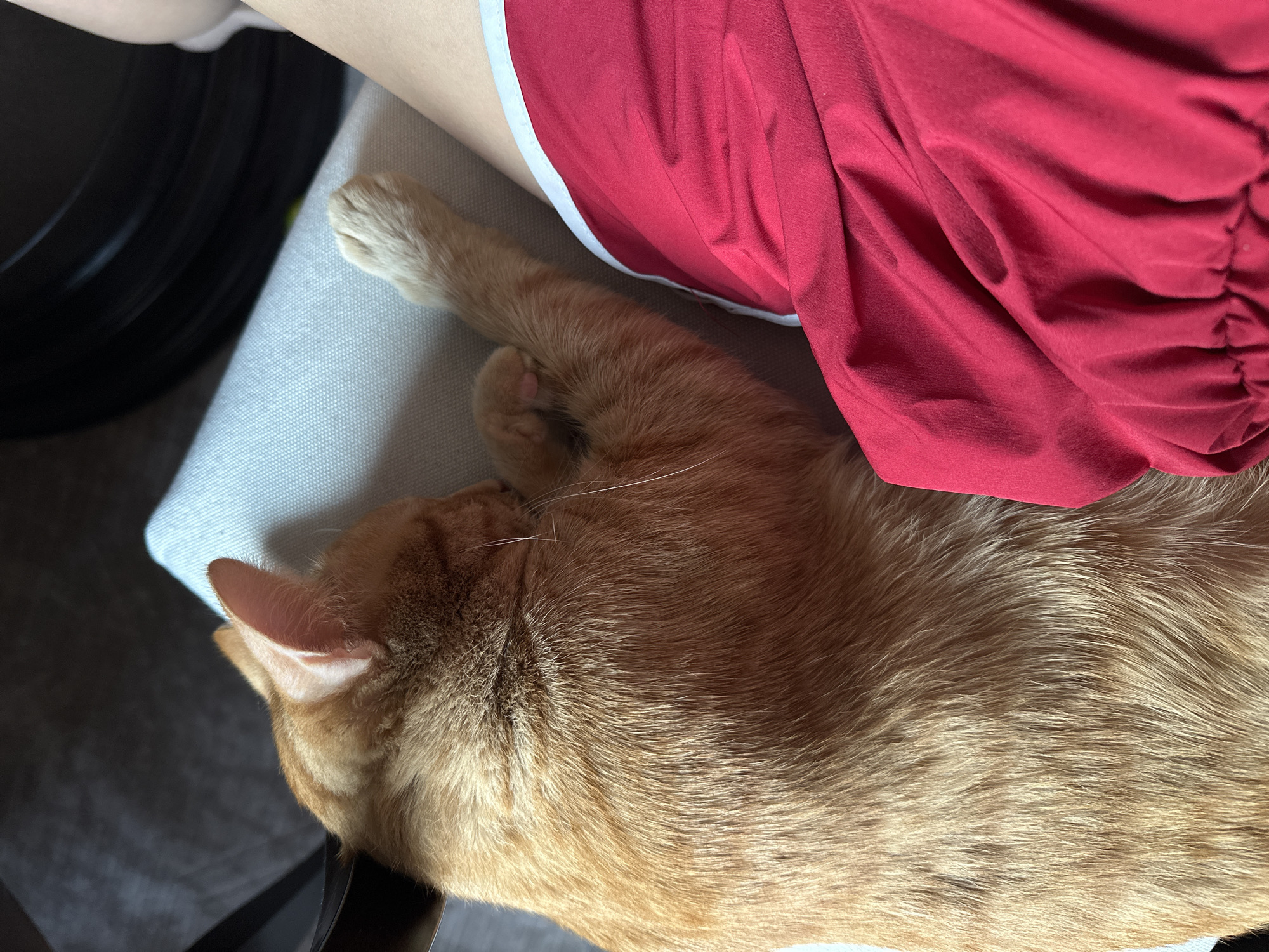 An orange tabby cat is sleeping on a light-colored cushion, with its head tucked against its body. One of the cat's front paws is extended, resting on the cushion near the red fabric of a person's shorts. The scene appears to be indoors, possibly in a living room or on a couch. The overall impression is one of peaceful rest.