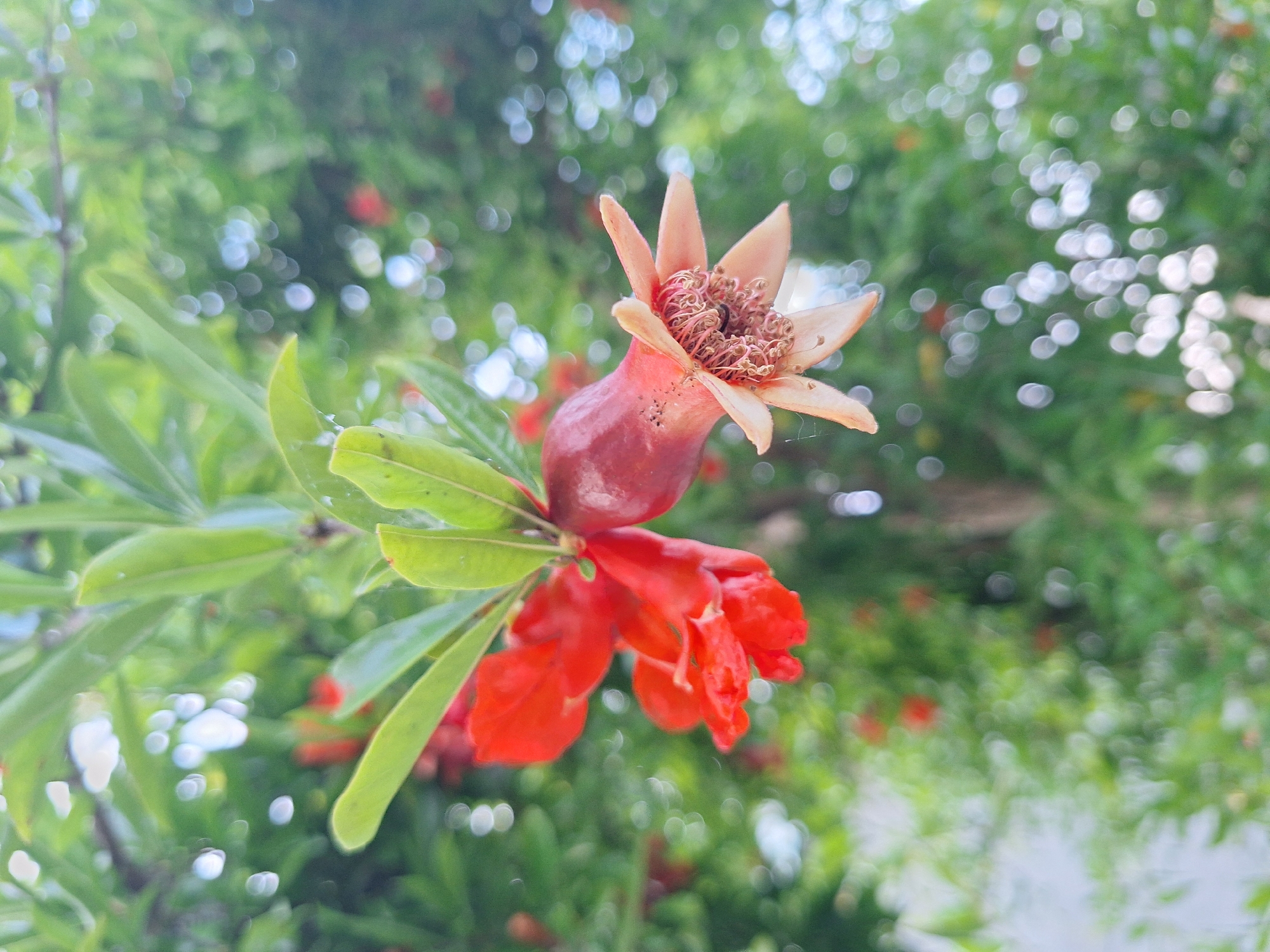 A close-up, slightly angled shot captures a pomegranate flower with a developing fruit. The flower, primarily red with hints of orange and pink, is attached to a stem with green leaves. The fruit, a deep reddish-pink, is visible to the right of the flower, with its calyx petals unfurled, revealing the seed-like structures within. The background is a soft blur of green foliage and white bokeh highlights, suggesting an outdoor setting, likely in the city of Nabran, Azerbaijan, given its lush vegetation and the presence of pomegranate trees. There are no people or animals visible in the image.