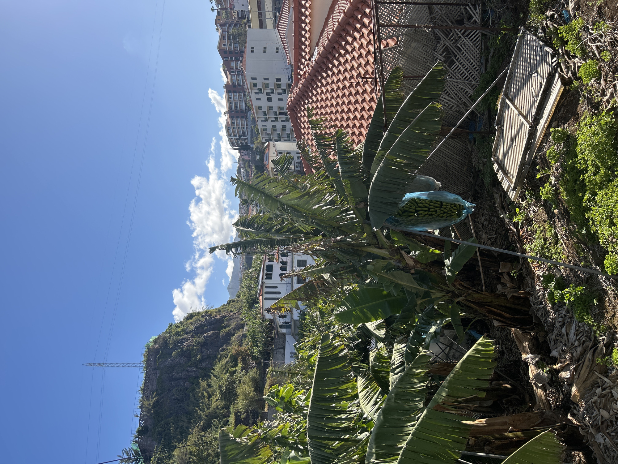 The image presents a scene in Câmara de Lobos, Portugal, dominated by lush, green banana trees in the foreground. A bunch of bananas, enclosed in a blue bag, hangs from a tree. Behind the trees, a section of the hillside is visible, featuring buildings and residential houses typical of the urban architecture in this coastal city. The backdrop shows a clear blue sky with scattered clouds, typical of the island's climate. Power lines are visible in the sky, adding to the urban element of the scene. The overall composition suggests a blend of natural and urban landscapes.