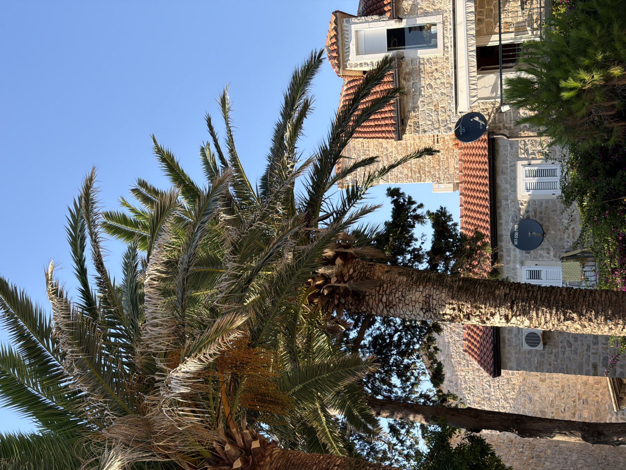 The image captures a close-up view of palm trees against a clear blue sky, with stone buildings in the background. The palm fronds are green and lush, with some dried and yellowed sections. One palm tree in the foreground has a textured, rough trunk. In the middle ground, there are two stone buildings with red tile roofs. One building has an air conditioning unit mounted on its exterior wall, and a satellite dish. The other building has a window with a white shutter and an awning extending over a balcony. There is also another satellite dish mounted on this building. In the foreground, there is a dense green bush with some purple flowers. The overall scene suggests a warm, sunny day in a coastal Mediterranean location. This is the city of Budva, Montenegro.