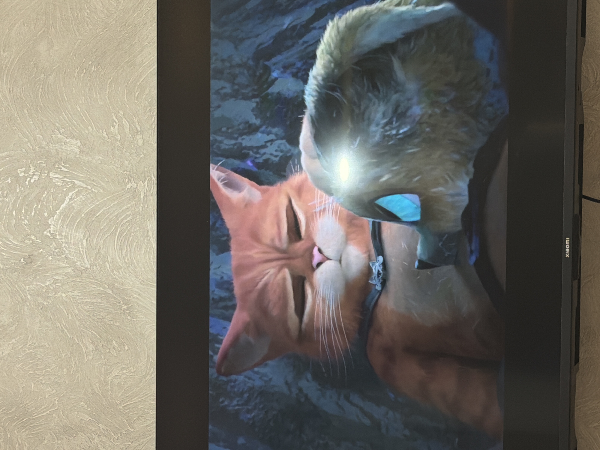 The image shows a television screen displaying an animated scene. The scene features two cartoon characters, one appearing to be an orange cat with closed eyes, suggesting sleep or relaxation. Overlapping the cat is another character with light brown fur. The scene is displayed on a "Xiaomi" television. The location details (Rossiyskiy, Russia) are not discernible from the visual content of the image.
