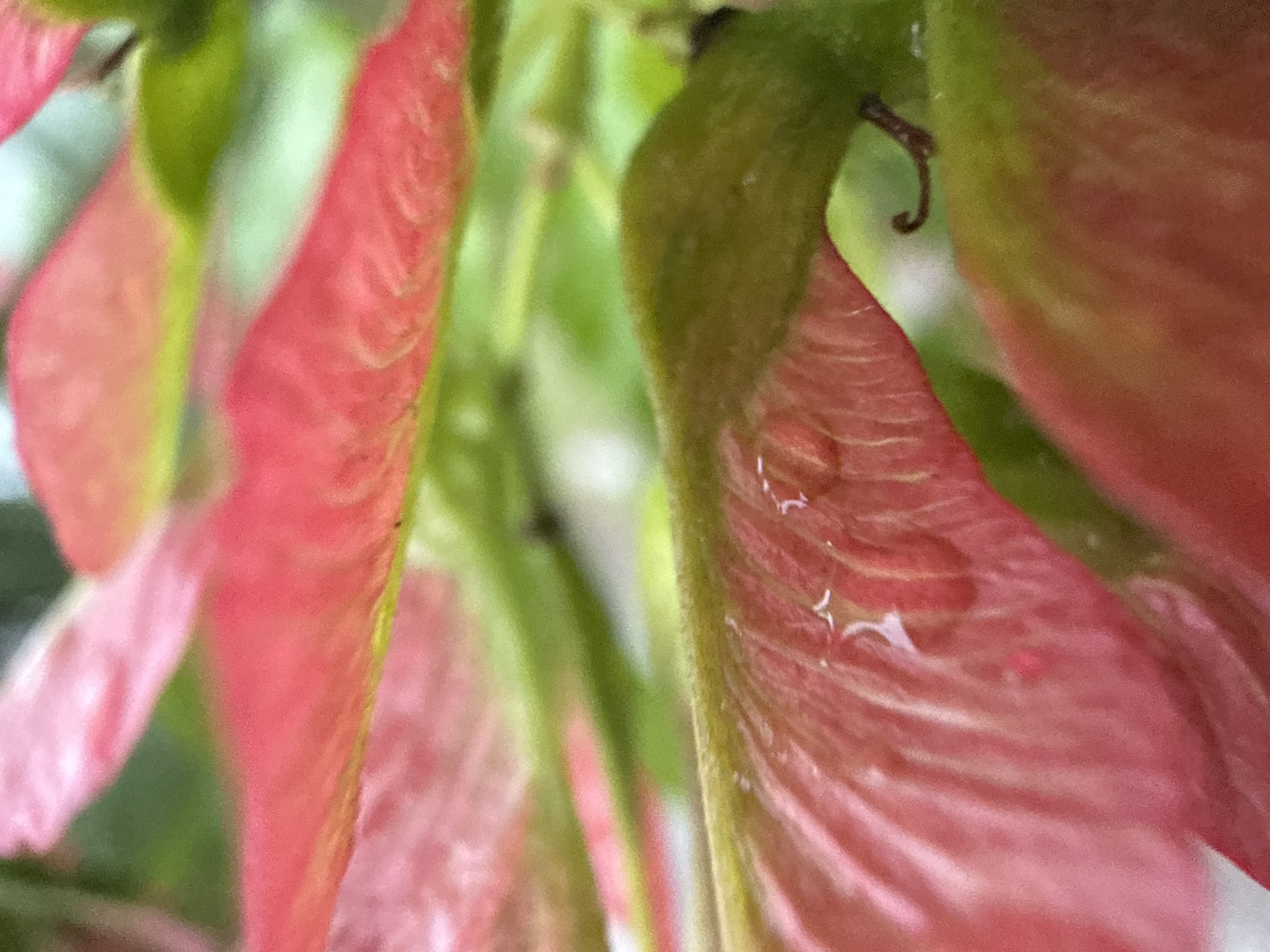 This is a macro photograph of the samaras of a maple tree, commonly known as "helicopter seeds." The samaras are a vibrant pinkish-red with delicate veins. One samara in the foreground is particularly detailed, showing a tiny water droplet clinging to its surface. The background is a soft blur of green foliage, suggesting a natural outdoor setting. The image is characterized by its shallow depth of field, which isolates the samara and emphasizes its intricate details. The lighting is soft and diffused, highlighting the texture and translucence of the seed wings. The overall impression is one of delicate natural beauty and the microscopic details of plant life.