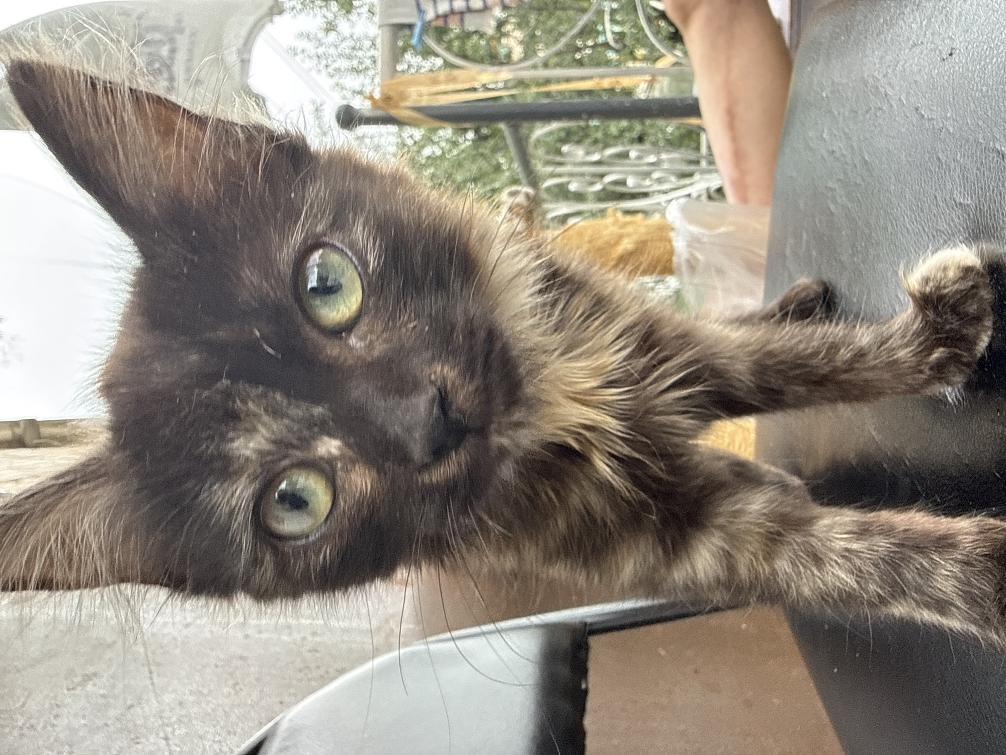 A dilute tortoiseshell kitten stands on a dark, textured surface, likely a chair seat. The kitten faces forward, its large, green eyes looking directly at the camera. Its fur is a mix of dark brown, gray, and lighter tan, with a noticeable ruff of lighter fur around its neck. Its ears are large and pointed, with fine hairs sticking out.
In the background, a black chair is visible to the left. To the right, a metal railing with decorative elements is present. Beyond the railing, trees and foliage are visible, suggesting an outdoor or semi-outdoor setting. A blurry, light-colored object, possibly a bag or garment, hangs on the railing, and a hint of a person's hand is visible on the far right. The lighting suggests it is daytime, possibly overcast. There is no identifiable indication of the specific location within the city of Tekeli, Kazakhstan.