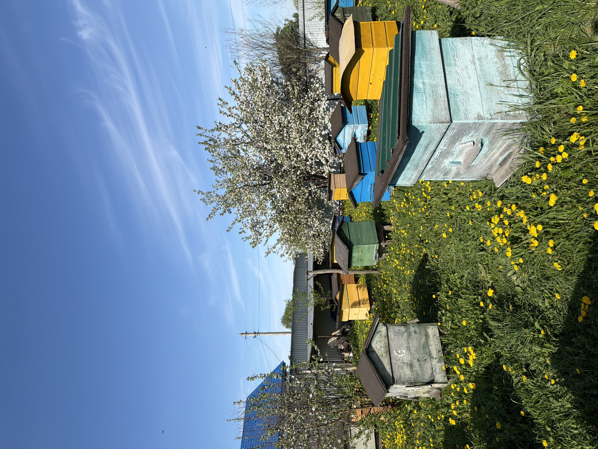 The image depicts a rural scene, possibly in or near Кадряково, Russia. Numerous brightly colored beehives (yellow, blue, green) are scattered amongst a field of green grass and yellow dandelions. A flowering tree with white blossoms is present. In the background, a corrugated metal structure and power lines are visible. The sky is blue with cirrus clouds. The photograph appears to be taken in the daytime.