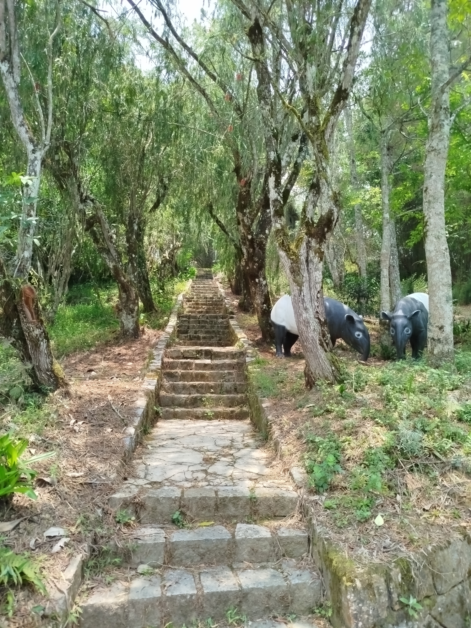 The image depicts a long, stone staircase leading uphill through a forest in Lang Biang - Đà Lạt, Vietnam. The stairs are aged and weathered, bordered by moss and vegetation. Trees line the path, creating a canopy overhead, with sunlight filtering through the foliage. Two tapir statues stand to the right of the staircase, amidst the trees and undergrowth. The statues are black and white, resembling Malayan tapirs. The environment is natural, with leaves and fallen branches scattered on the ground.