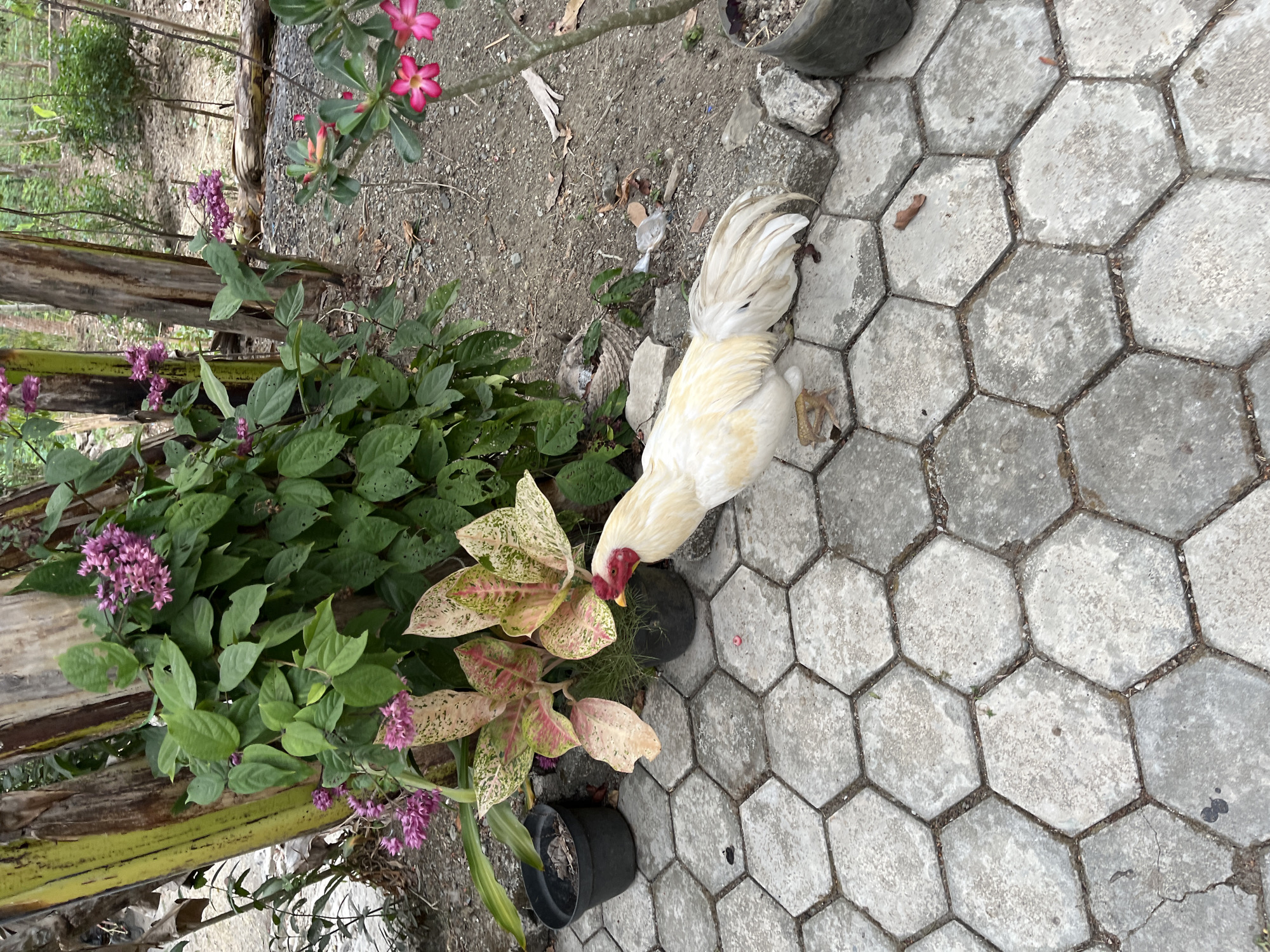 A white rooster with a red comb and wattle is standing on a hexagonal stone patio in front of a lush green plant with pink flowers. The background shows a wooded area. The scene appears to be an outdoor space in Kemangguhan, Indonesia.