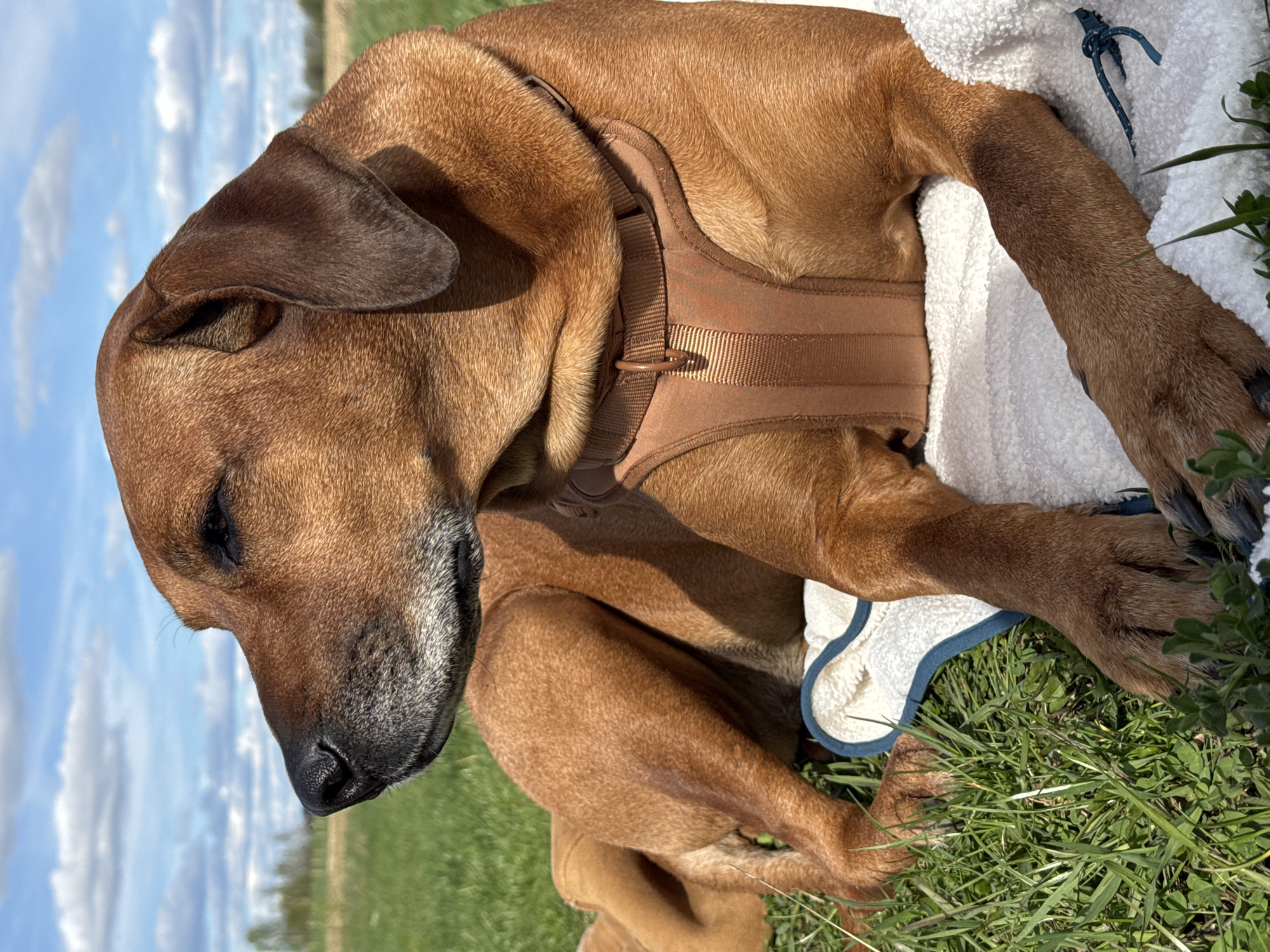A brown Rhodesian Ridgeback dog is lying down in a grassy area, partially covered by a white blanket with a blue trim. The dog is wearing a brown harness. The background shows a field and a blue sky with clouds. The location is Bol'shoye Kozino, Russia.