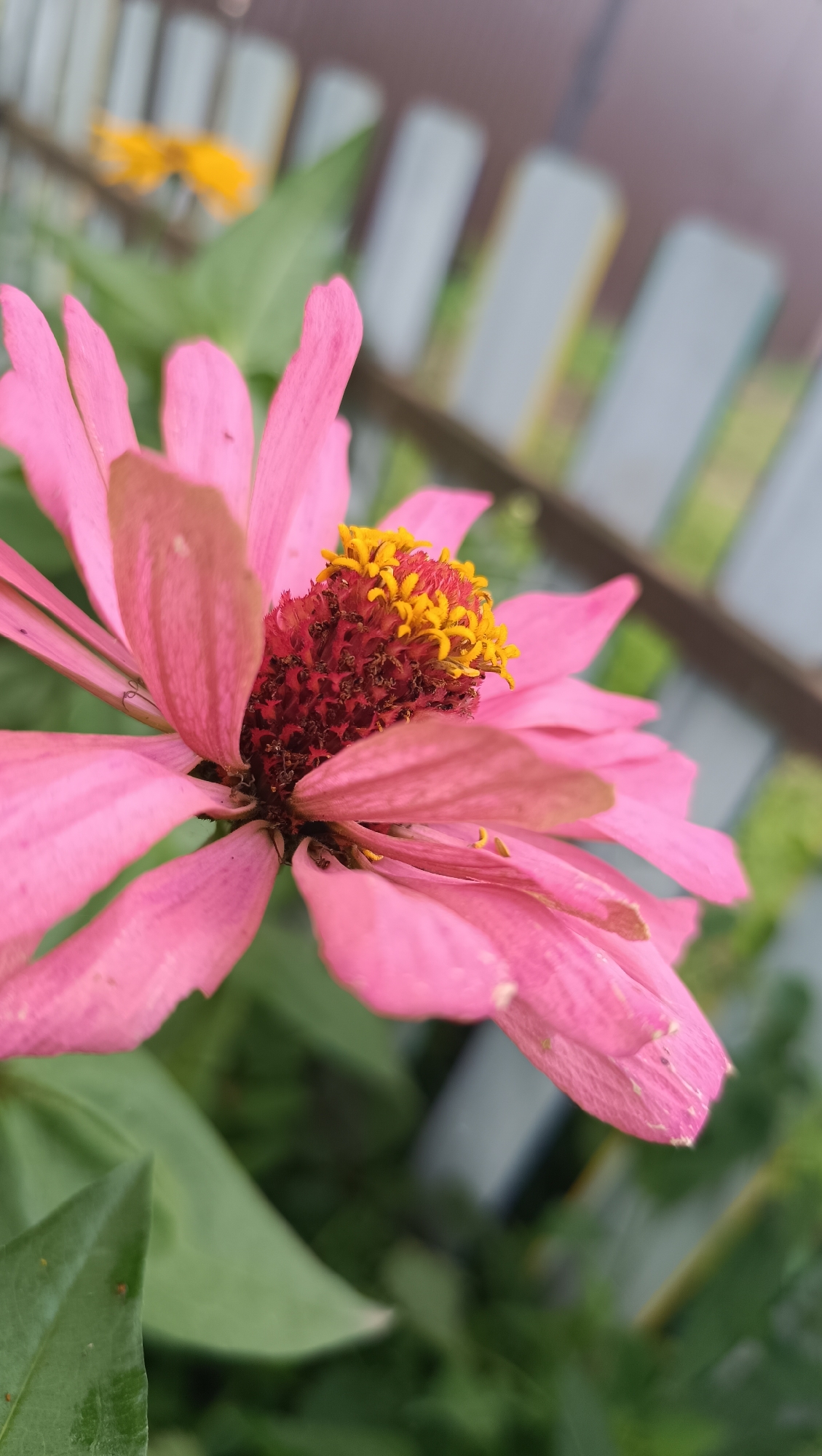 A close-up, low-angle shot features a vibrant pink zinnia flower in bloom. The flower's petals are a bright pink, with some appearing slightly faded or damaged. The center of the flower is a rich crimson color, dotted with bright yellow stamen. The background is softly blurred, showing hints of green foliage and a light-colored wooden fence. The image has a shallow depth of field, isolating the flower and drawing the viewer's attention to its intricate details. The lighting appears natural, suggesting it was taken outdoors during the daytime. No specific location in the city of Karsha, Russia is discernible from the image.