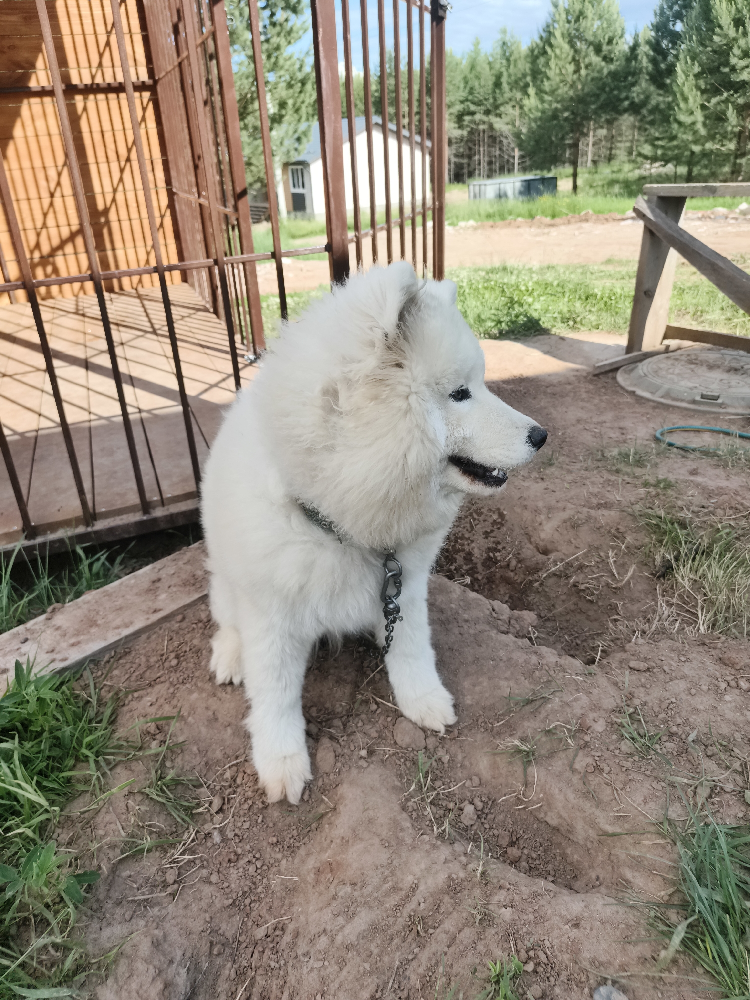 A white Samoyed dog stands on a dirt mound with patches of grass. The dog is wearing a metal chain leash and is looking to the right. Behind the dog, there is a wooden structure with metal bars, possibly a kennel or enclosure. In the background, there are trees and a clear blue sky. The scene appears to be outdoors, in a rural or semi-rural setting, consistent with the city of Chaikovsky, Russia, which is known for its natural landscapes and dacha culture. The overall impression is one of a domestic scene with a pet in a natural environment.