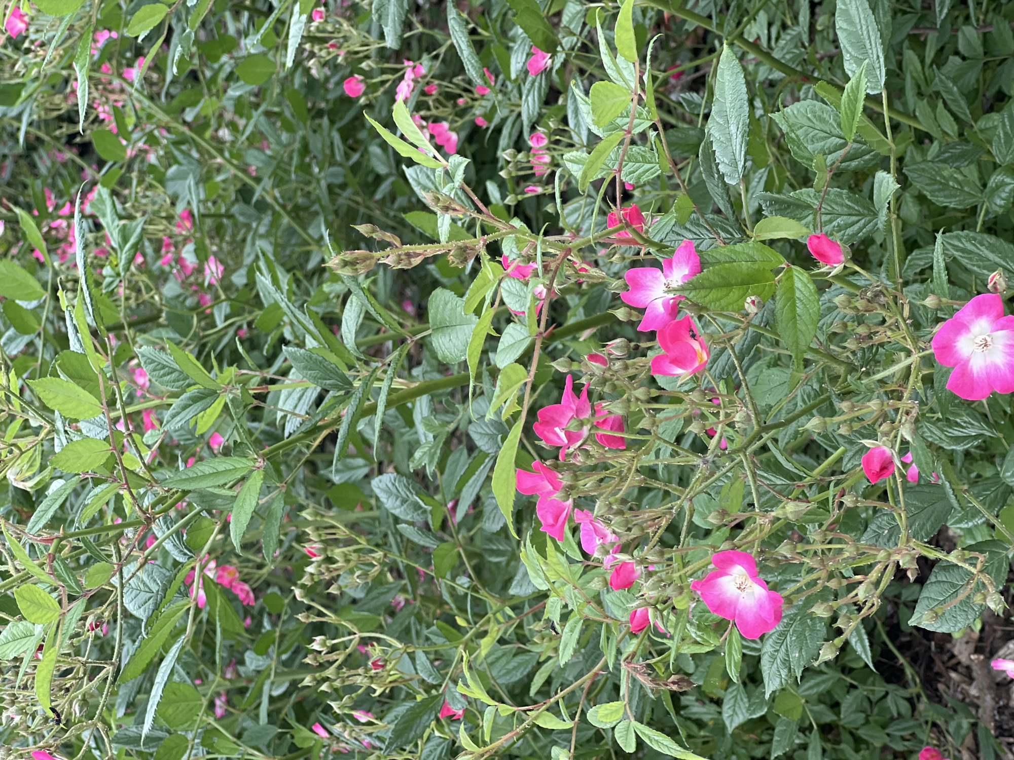 The image is a close-up, eye-level shot of a dense bush of pink roses and green leaves. Several open pink roses with white centers are visible, along with numerous unopened buds. The rose bushes are lush and full, with many branches and leaves obscuring the background. The lighting suggests it is daytime, with natural light illuminating the flowers and foliage. The scene appears to be outdoors, likely in a garden setting. There are no people or animals directly visible in the frame, although a small insect is present on a leaf in the upper left quadrant. The image does not provide any specific clues to its location within the city of Grou, Netherlands.