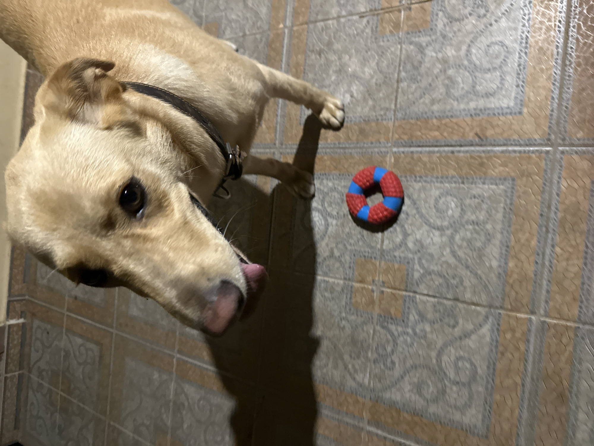 A tan dog with a dark collar is standing on a tiled floor. A red and blue ring-shaped toy is on the floor in front of the dog. The dog's tongue is sticking out. There is a shadow of the dog on the floor. The image was taken in Sochi, Russia.
