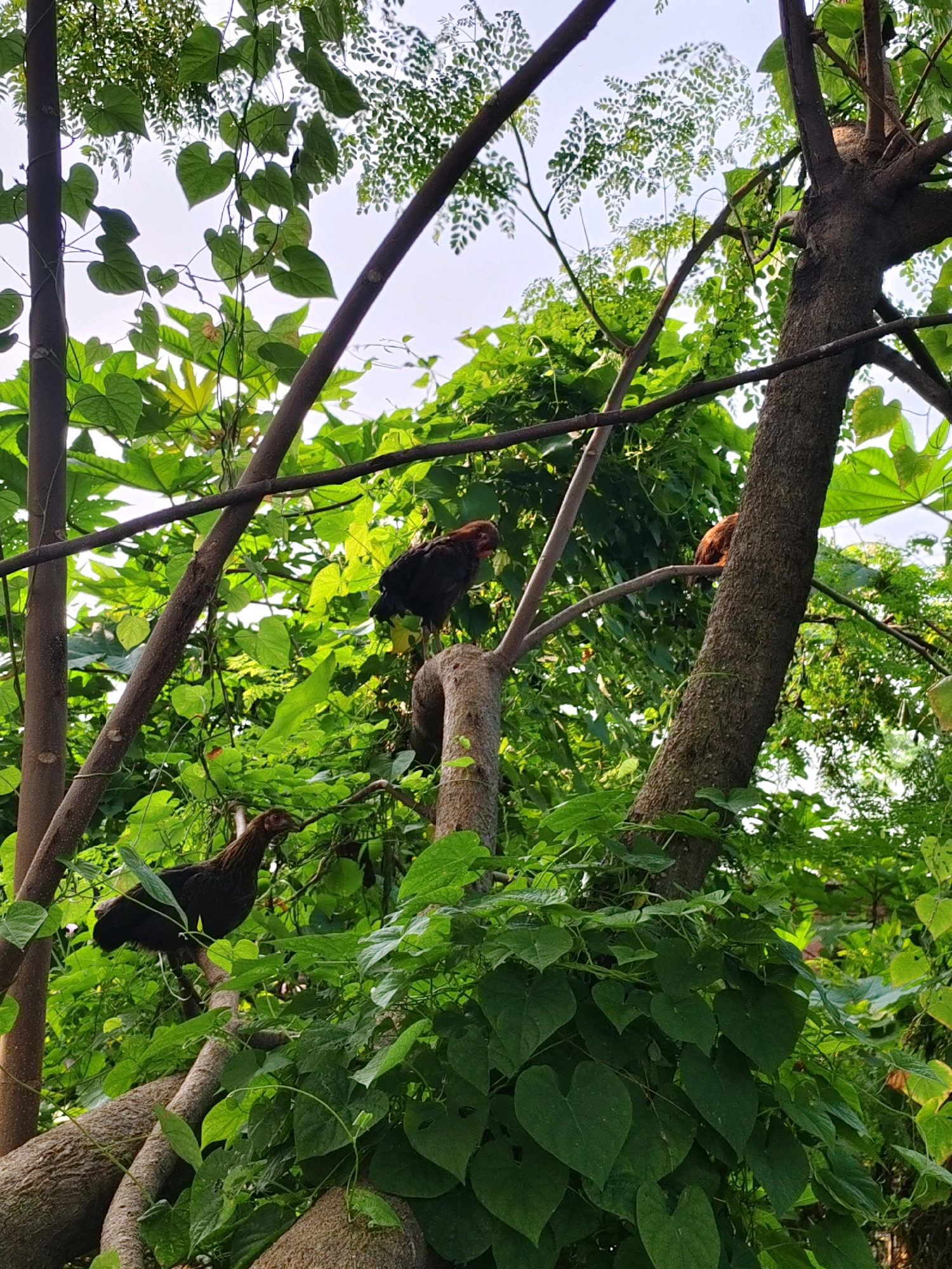 The image depicts a cluster of trees with dense green foliage, creating a natural environment within the city of Garmi, India. Several chickens are perched on branches, camouflaged amongst the leaves. One chicken, predominantly black with a reddish-brown head, is situated on a lower branch on the left side of the frame, facing left. Another chicken, similar in coloring, is perched higher on a branch to the right of the first, facing away from the camera. A third chicken, mostly brown, is visible in the upper right quadrant, facing towards the left and partially obscured by branches. The sunlight filters through the leaves, illuminating parts of the scene and creating a dappled effect. The presence of these birds suggests a rural or semi-rural setting within the urban landscape of Garmi.