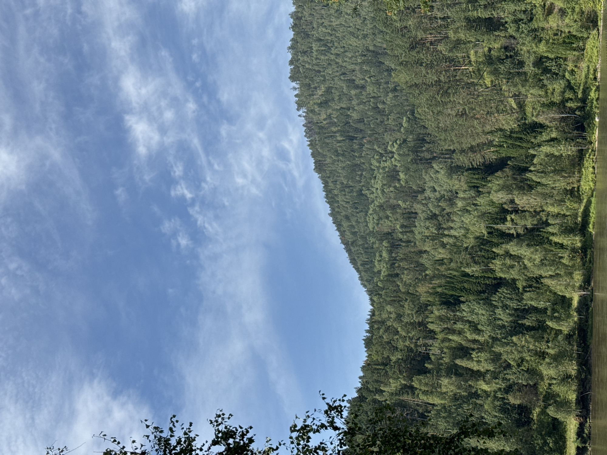 An outdoor, vertical, medium shot captures a serene natural landscape under a bright, partly cloudy sky. The foreground features a calm, muddy river, with its surface reflecting the muted green and brown tones of the opposite bank. This bank rises steeply, covered in a dense, verdant forest that dominates the midground and extends up the side of a large hill. The trees are a mix of deciduous and coniferous varieties, creating a textured tapestry of greens. The hill slopes upwards and to the right, its summit lost in the upper reaches of the frame. The sky above is a clear blue, streaked with wispy white clouds that are elongated and appear to be moving horizontally. The overall impression is one of tranquility and unspoiled nature. The scene is located in Ust-Mana, Russia.