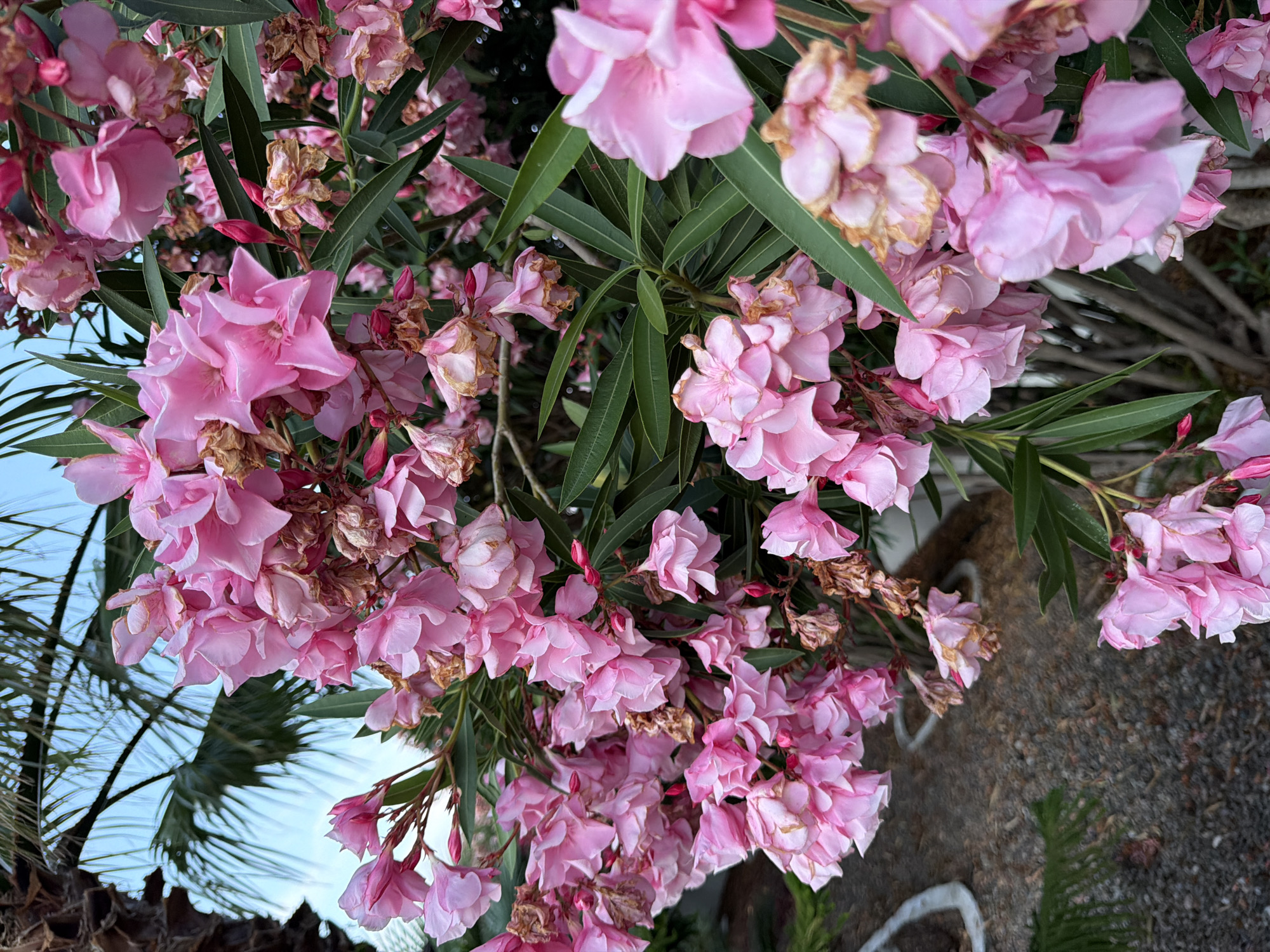 A close-up, low-angle shot focuses on a cluster of vibrant pink oleander flowers in full bloom. The flowers are densely packed, with multiple layers of delicate petals, some of which appear wilted or dried. Deep green, narrow oleander leaves are interspersed among the blossoms. In the upper left quadrant of the image, the fronds of a palm tree are visible against a clear blue sky. The background to the right is a blur of more oleander branches and flowers. The lower left of the image shows a patch of gravel with some indistinct white and gray circular objects, possibly edging stones or planters. The overall impression is of lush, flowering vegetation, likely in an outdoor setting such as a garden or park in Mont-roig del Camp, Spain. No people or animals are present in the frame.
