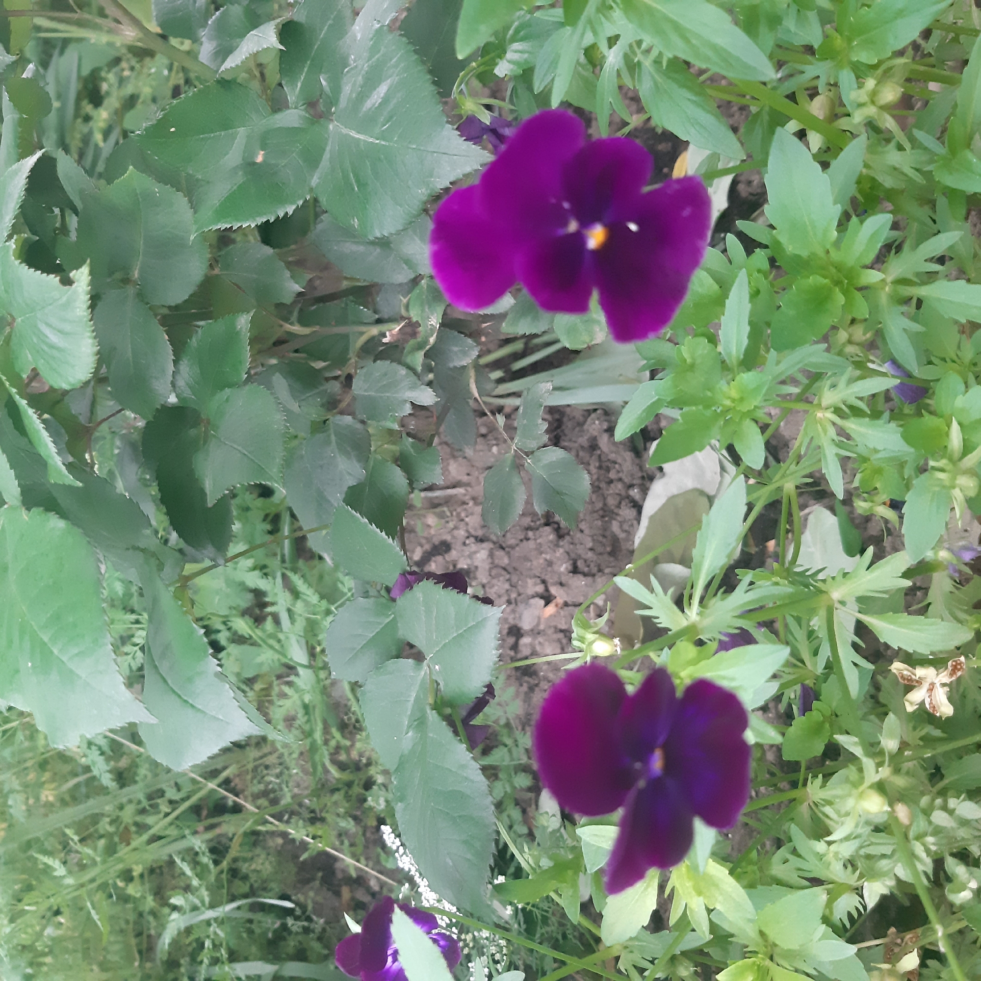 The image displays a close-up view of a vibrant garden scene, featuring lush green foliage and two prominent dark purple flowers. These flowers, likely pansies or violets, are positioned in the upper right and lower right sections of the frame. They exhibit a deep, rich purple hue with small yellow or white centers, and are slightly out of focus, creating a soft visual effect.
The surrounding vegetation consists of various types of green leaves. On the left side and extending towards the center, several large, dark green leaves with distinctly serrated edges are visible, possibly belonging to a rose bush or a similar plant. Towards the right, lighter green plants with more finely divided or lobed leaves create a dense, verdant backdrop.
Patches of dark, earthy soil are visible between the plants, indicating an outdoor garden setting. The lighting suggests it is daytime. No specific activity or event is depicted; the image is a static capture of the flora. There is no visible text in the image. The provided location context is Yeghegnadzor, Armenia, though no specific visual cues within the image confirm this geographical detail.