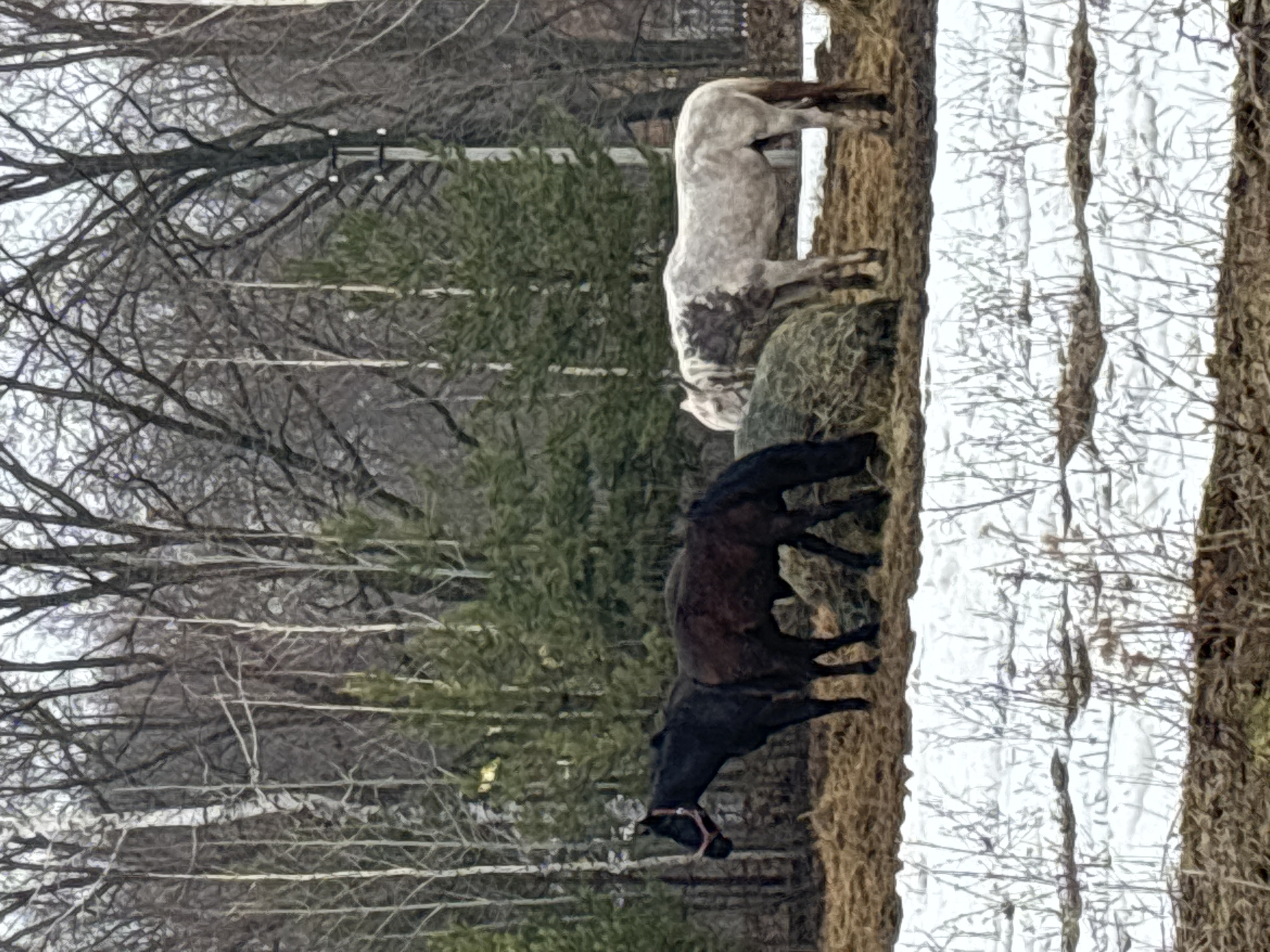 The image depicts two horses in a rural setting. One is a dark brown or black horse with a pink halter, and the other is a white horse with brown spots. They are standing in a field with trees in the background, and there appears to be snow or ice on the ground. The scene is not readily identifiable as being in Noviy, Russia, as the environment does not provide any information on its location.