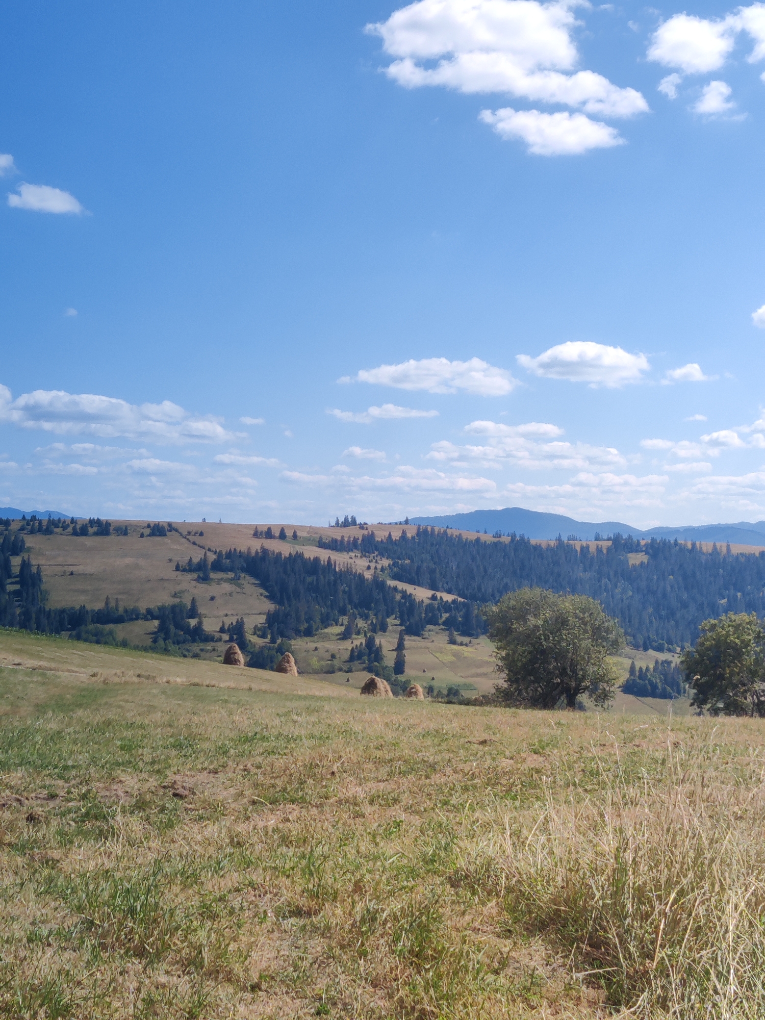 The image depicts a panoramic view of a hilly landscape in the village of Izky, Ukraine. In the foreground, a dry, grassy field slopes upwards, with scattered patches of green. Further back, rolling hills are covered with a mix of dry grass and dense evergreen trees, creating a textured pattern. Several conical haystacks are visible on the slopes, suggesting agricultural activity. The mid-ground features a forest of dark green coniferous trees that extend across the hills. In the distance, mountain ranges are visible under a bright blue sky dotted with white, fluffy clouds. The overall scene conveys a sense of rural serenity and natural beauty. There are no people or animals visible in the image, and no actions or interactions are depicted.
