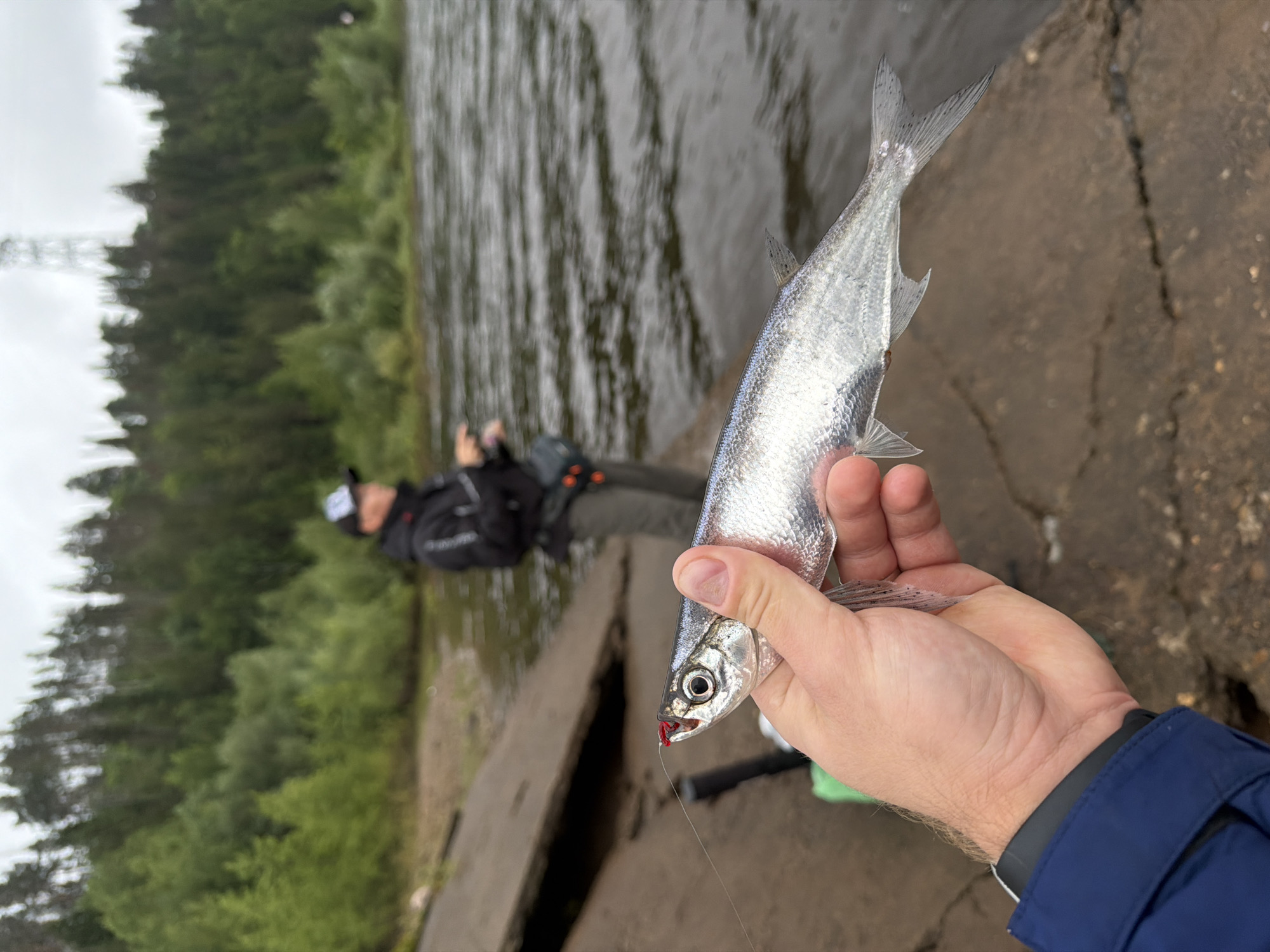 The scene depicts a fishing activity on a riverbank in Chaykovsky, Russia, under an overcast sky. In the immediate foreground, a person's right hand, with fair skin and a visible wrist, holds a small, freshly caught, silvery fish with an elongated body. The hand is partly obscured by a dark blue jacket sleeve with a black cuff. A red object, consistent with a fishing lure or bait, is hooked into the fish's upper jaw, with a thin fishing line extending upward and out of frame to the left. The fish's prominent eye and finely detailed scales are clearly visible. Its translucent caudal (tail) fin and other fins are spread.
In the midground, a second individual, out of focus, stands facing the water, appearing to be fishing. This person wears a dark jacket with lighter accents on the sleeves, a baseball cap with a white logo, and dark trousers, with a small utility pouch displaying orange accents visible on their hip. They are holding a dark-colored fishing rod, angled towards the water.
The ground consists of dark brown/grey concrete slabs, possibly a boat ramp or reinforced riverbank, exhibiting cracks and wear. A patch of lighter brown soil or sand is visible further along the bank to the left. The water immediately in front of the standing fisherman is dark with visible ripples, suggesting a current or wind.
In the background, a dense forest with various shades of green trees lines the far bank of the river. Above the treeline on the right, a metal lattice transmission tower or pylon is discernible against the light grey, cloudy sky.
