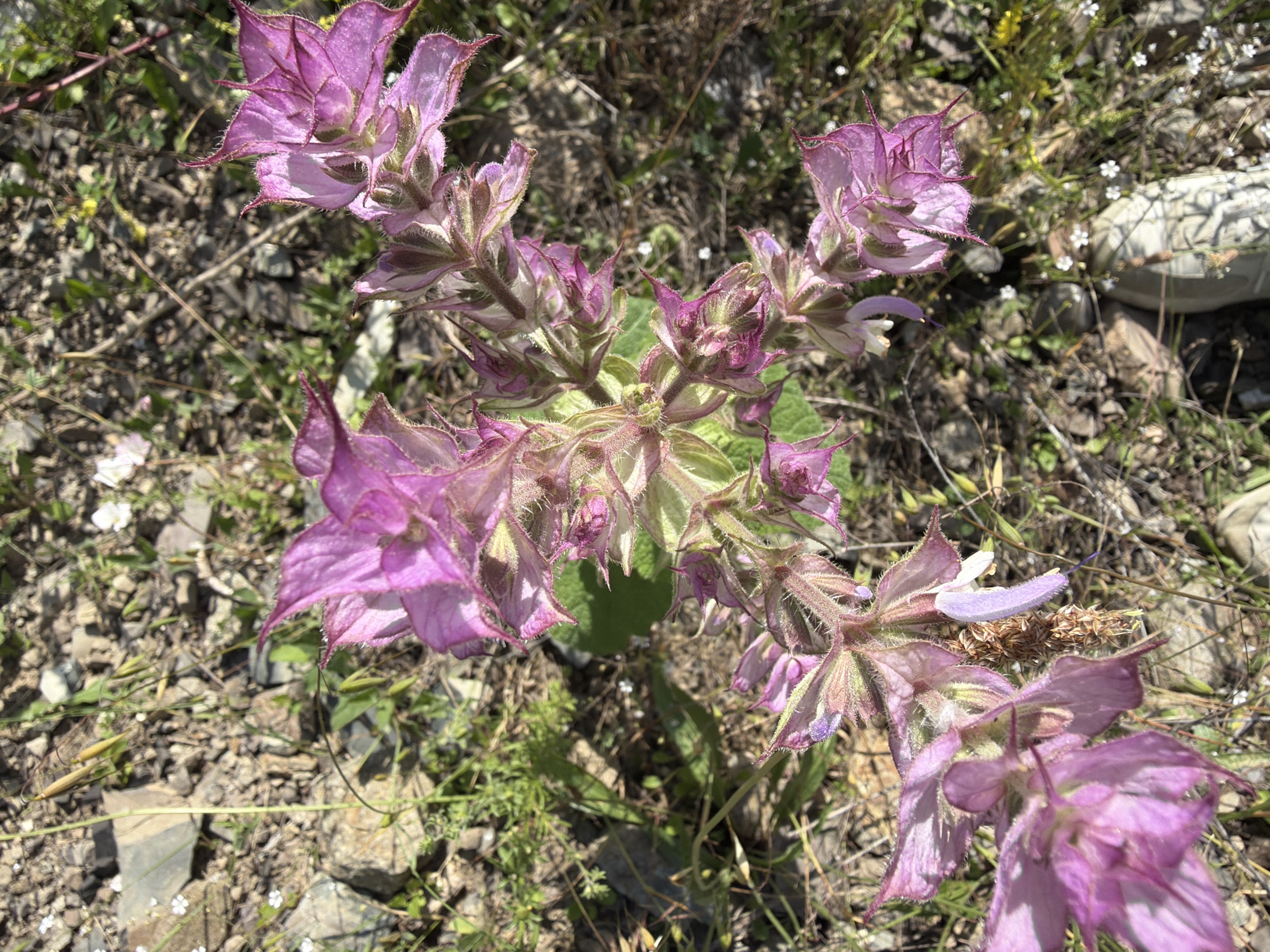 In Ateni, Georgia, a cluster of vibrant pink and purple flowers, possibly of the Salvia family, blooms amidst dry, rocky terrain. The flowers, with their delicate, frilled petals and fuzzy stems, are the central focus of the image. Scattered green foliage and small white wildflowers add touches of color to the earthy background. A pair of beige sneakers, partially visible at the bottom of the frame, suggests the presence of a person, likely a hiker or nature enthusiast, observing the flora. The scene is illuminated by natural daylight, casting subtle shadows and highlighting the textures of the flowers and the ground.