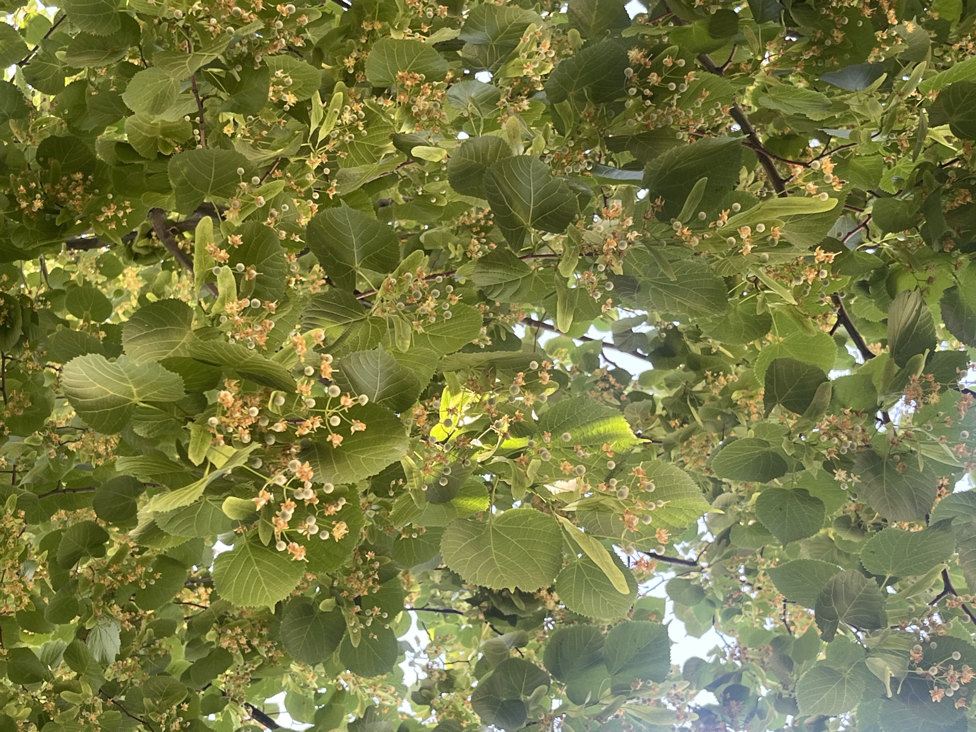 A low-angle outdoor shot shows a dense canopy of linden tree leaves and blossoms. The leaves are various shades of green, with some appearing bright green in the sunlight, and others darker. Scattered amongst the leaves are clusters of small, delicate blossoms that are a pale yellow or orange color. The blossoms have a star-like shape with small petals. Some of the blossoms are still in bud form, appearing as small, round, pale green or white spheres. Long, slender seed pods are also visible, attached to the branches by thin stems. The branches of the tree are dark brown and weave through the foliage. The sky is visible in some areas between the leaves, appearing as a bright, hazy white, suggesting it is daytime. The overall impression is one of lush, natural growth, filling the frame with organic textures and colors. The location is unknown.