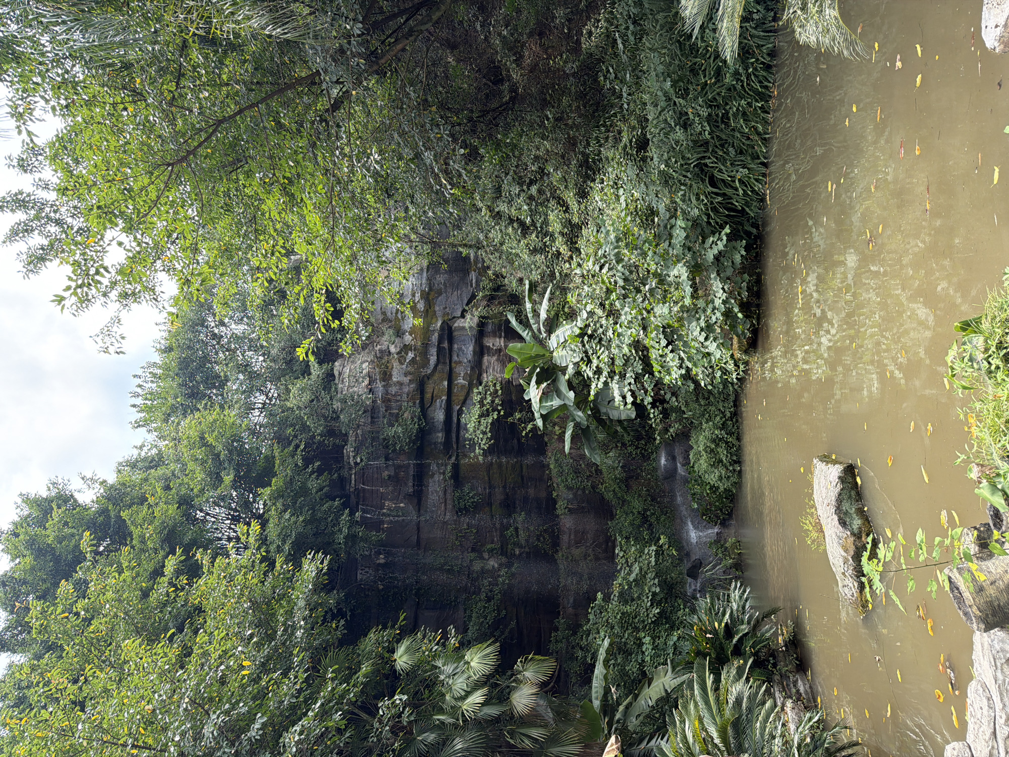 The image depicts a serene natural scene featuring a small pond in the foreground and a waterfall cascading down a rocky cliff face in the background. Lush green vegetation, including trees, ferns, and large-leafed plants, surrounds the pond and covers the cliff. The water in the pond is murky and reflects the surrounding foliage. Scattered leaves float on the surface of the water. Several large rocks are visible in and around the pond. The cliff face exhibits a layered rock structure, with some moss and vines growing on it. A thin stream of water is visible falling from a ledge near the top of the cliff, creating a delicate waterfall effect. The overall impression is one of a tranquil, natural oasis within a verdant landscape. This scene is located in the Xiannv Mountain Scenic Area in Jiangjin District, Chongqing, China.