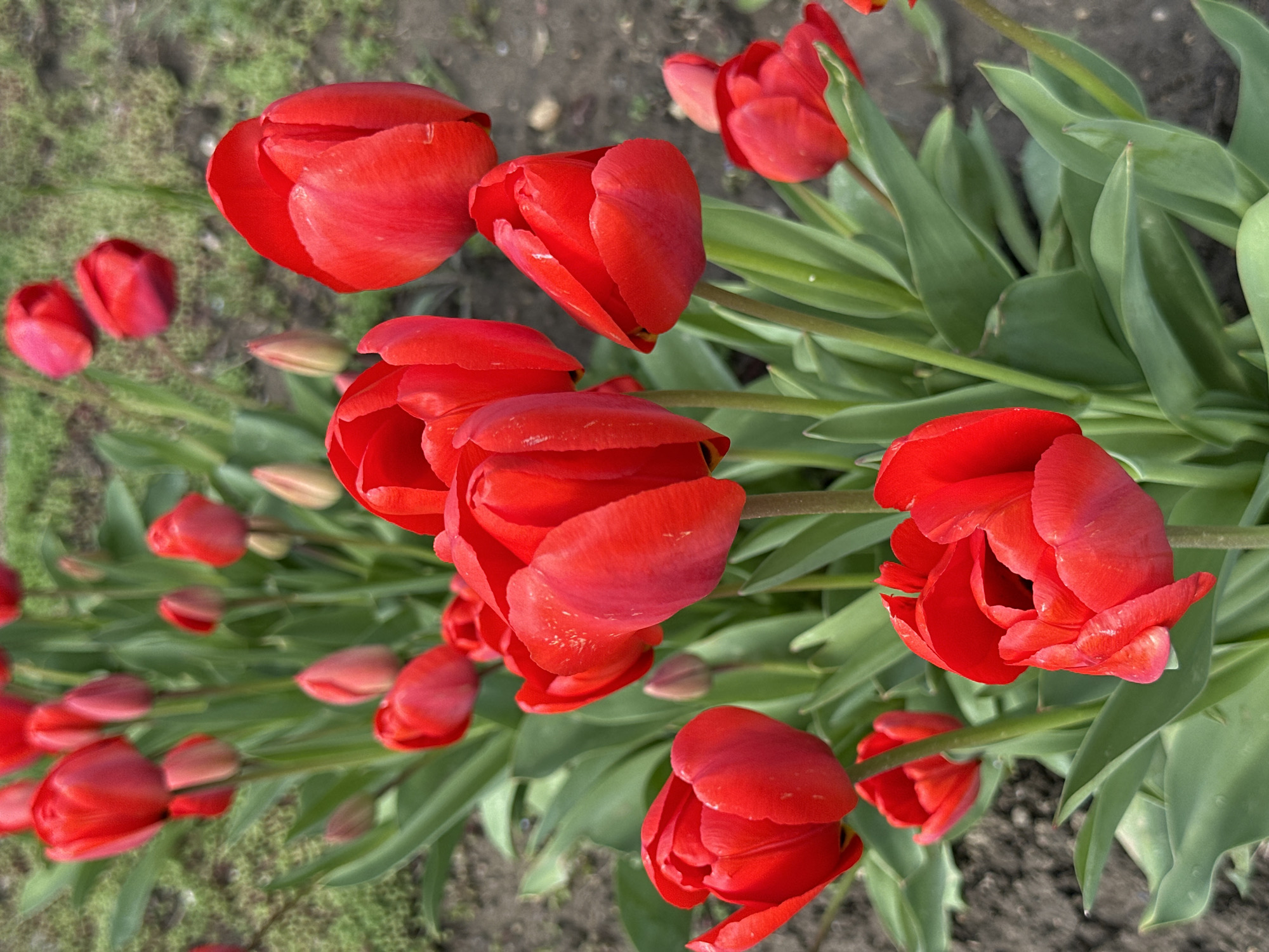 A close-up, angled shot captures a row of red tulips in bloom. The background appears to be soil and some green foliage. The location, Slavyansk-na-Kubani, Russia, is not identifiable from the image.
