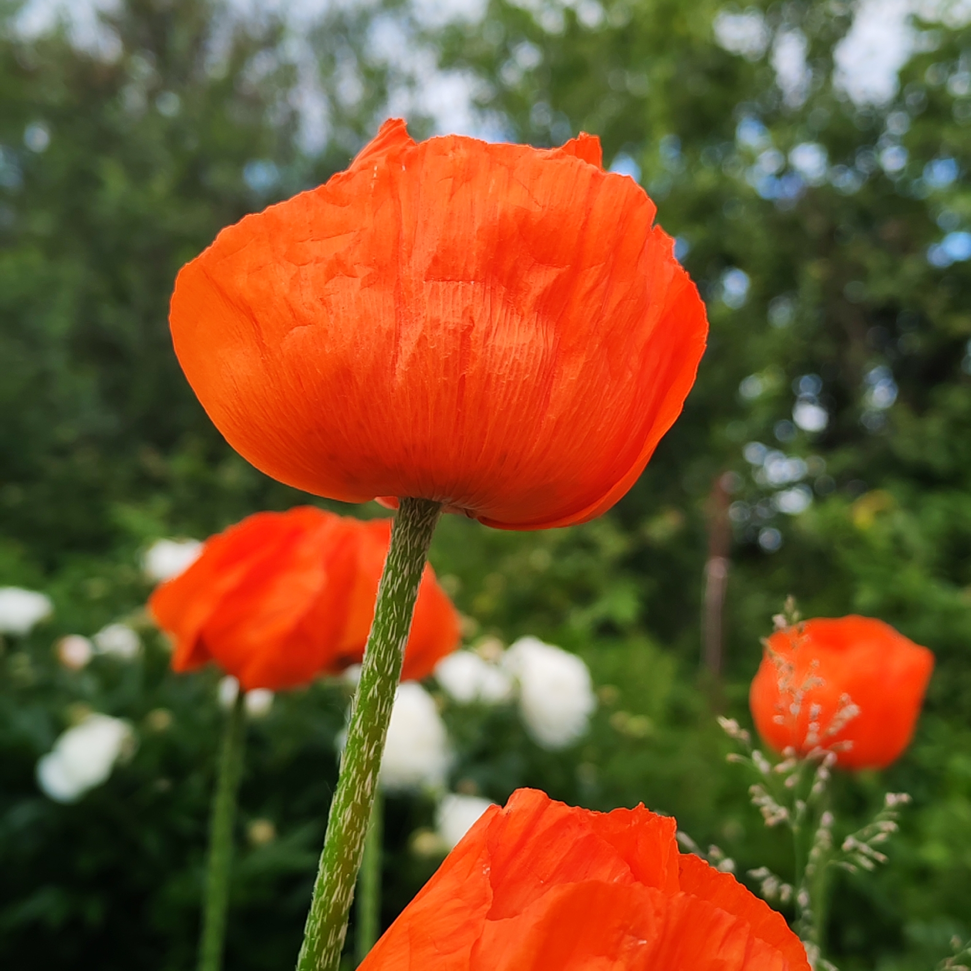 In the foreground, a vibrant orange poppy flower, its petals delicately crinkled, takes center stage. Its fuzzy green stem is prominent. Behind it, other orange and white flowers are blurred, creating a soft bokeh effect. The background consists of lush green foliage and hints of blue sky. The image was captured outdoors, suggesting a garden or park setting. There are no people or animals visible in the scene. The photograph appears to be taken in the city of Chaikovsky, Russia, given the location specified.