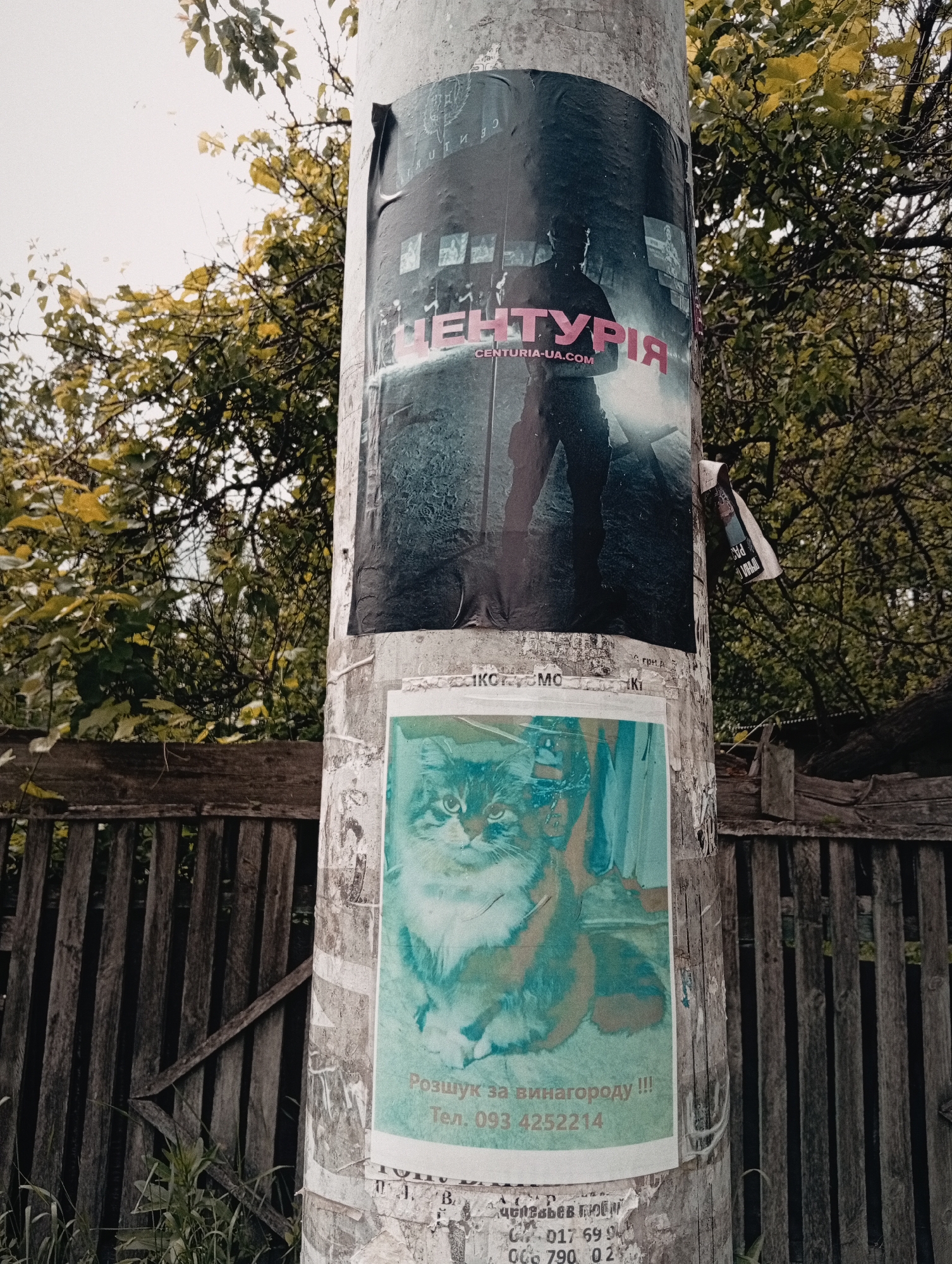 The image shows a utility pole covered with posters. The top poster is for a film or event titled "Centuria" with the website "centuria-ua.com" listed. The lower poster features a cat and includes the text "Розшук за винагороду!!!" (Reward for search) with the phone number 093 4252214. Beneath the cat poster are remnants of older posters with phone numbers. The pole is situated next to a wooden fence, with trees and foliage visible in the background. The scene is likely located outdoors. The word "грид" is present on the upper poster, and the bottommost partial poster includes text about "черевьев поб." (Chereviev Pob).