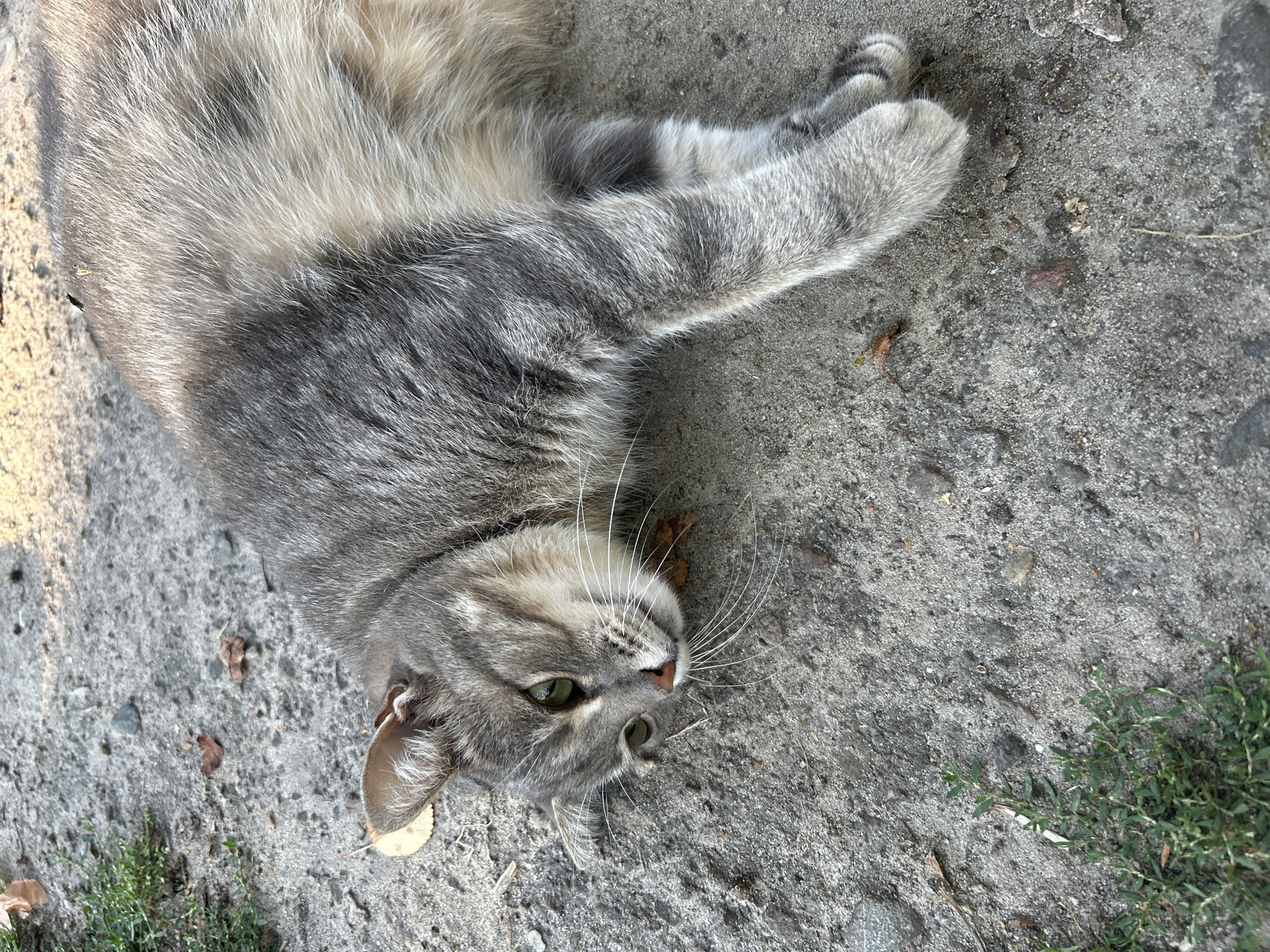 A grey tabby cat is lying on its side on a grey, sandy, and rocky surface. The cat has green eyes and white whiskers. Patches of green grass are visible in the lower left corner of the image, along with a few scattered brown leaves. The lighting suggests it is daytime, with a shadow cast from the upper left corner. The cat's fur is a mix of grey and lighter grey tabby markings. Its front paws are crossed.