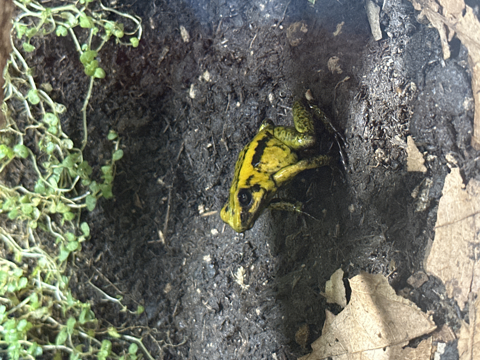 An American toad, with yellow and black markings, sits on dark, damp soil. The toad is positioned on the left side of the frame, facing left. Its body is angled slightly away from the camera. Around the toad, the soil is textured with small pebbles and organic debris. Dry, brown leaves are scattered in the foreground and to the left of the toad. In the upper portion of the image, a cluster of small, green plants with delicate leaves grows along the edge of the soil. The background is primarily composed of dark soil, with some lighter, scattered material. The lighting appears natural, suggesting an outdoor or terrarium environment.