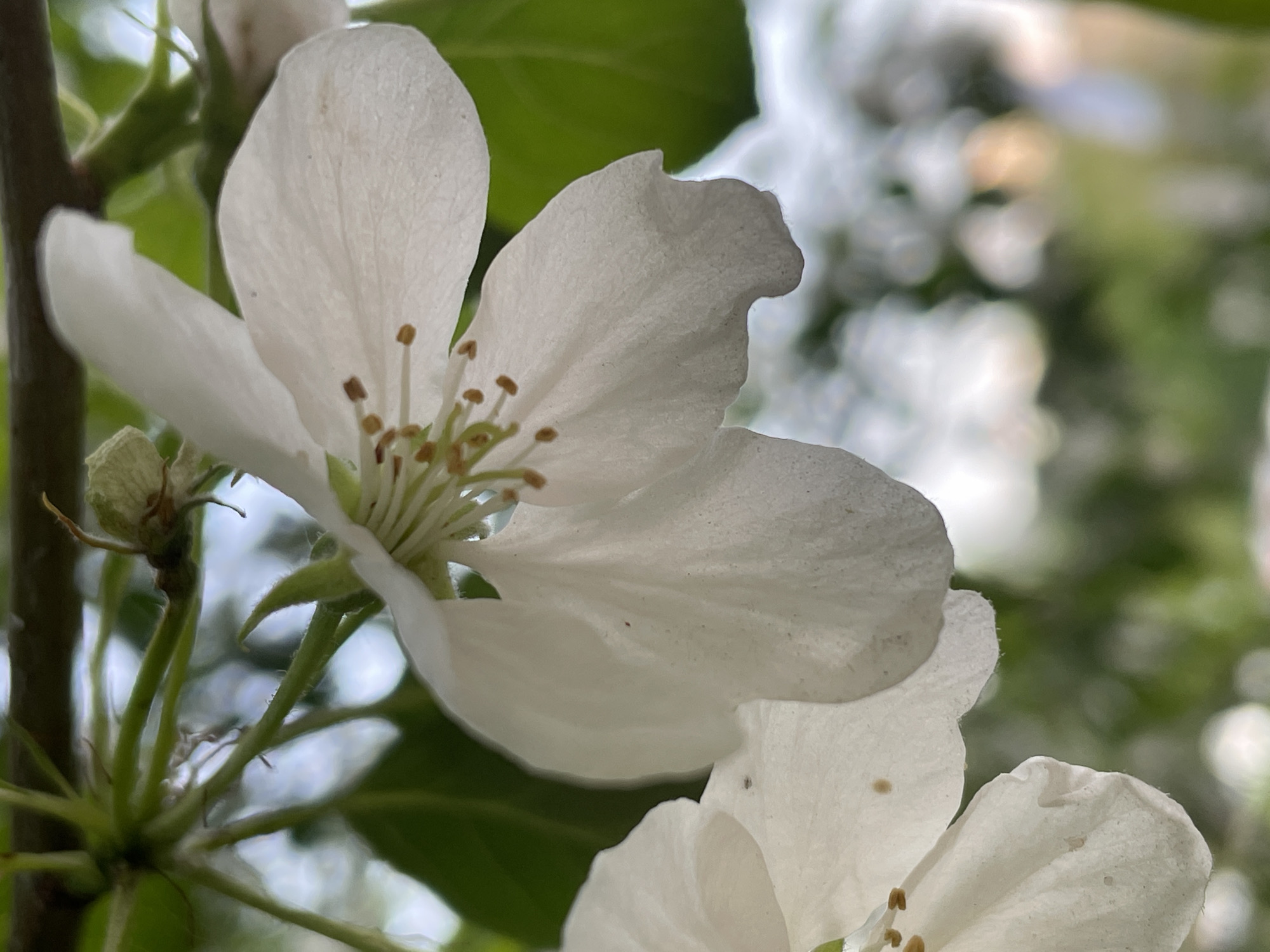 The image depicts a close-up of a white flower, possibly an apple or pear blossom, growing on a branch. The flower features five petals with a notable indentation on one petal of the primary flower. The pistils and stamens are visible in the center of the flower. A bud is visible on the left of the frame. The background is a blurred mix of green foliage and light, suggesting an outdoor setting. The location in the city of Khimki, Russia, cannot be confirmed from the visual data. No people, actions, or interactions are visible.