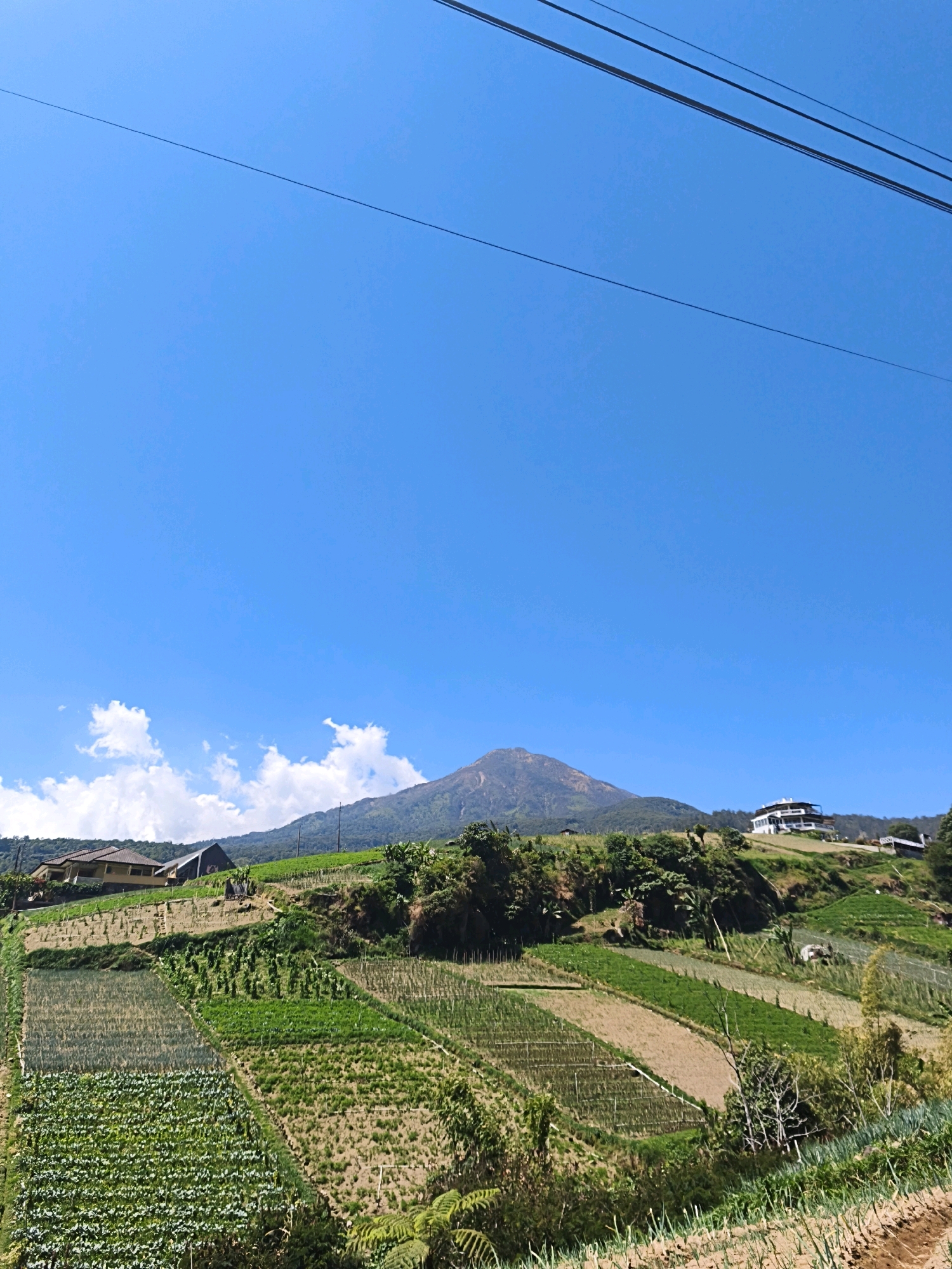 The image shows a rural landscape in Blumbang, Indonesia, under a clear blue sky with scattered white clouds. The foreground is dominated by agricultural terraces, showcasing a variety of crops in different stages of growth. Sections of the fields are planted with what appear to be leafy green vegetables, possibly cabbage or lettuce, while other areas show rows of lighter green plants, potentially onions or leeks. There are also sections of tilled soil, indicating recent planting or harvesting.
In the mid-ground, a gently sloping hill is covered with more terraced fields and patches of lush green vegetation. Two houses are visible on the hillside; one is a larger, multi-story building with a light-colored facade and dark roof, situated on the upper right portion of the hill. Another, lower structure with a darker roof is visible to the left. A prominent mountain, possibly a volcano, rises in the background, its peak a muted brown and green against the vibrant blue sky. The mountain appears to be dormant.
The overall scene depicts a tranquil and productive rural environment, characterized by the coexistence of agriculture, residential structures, and natural topography. The presence of overhead power lines in the upper portion of the image suggests that electricity is accessible in this area. There are no people visible in the image.