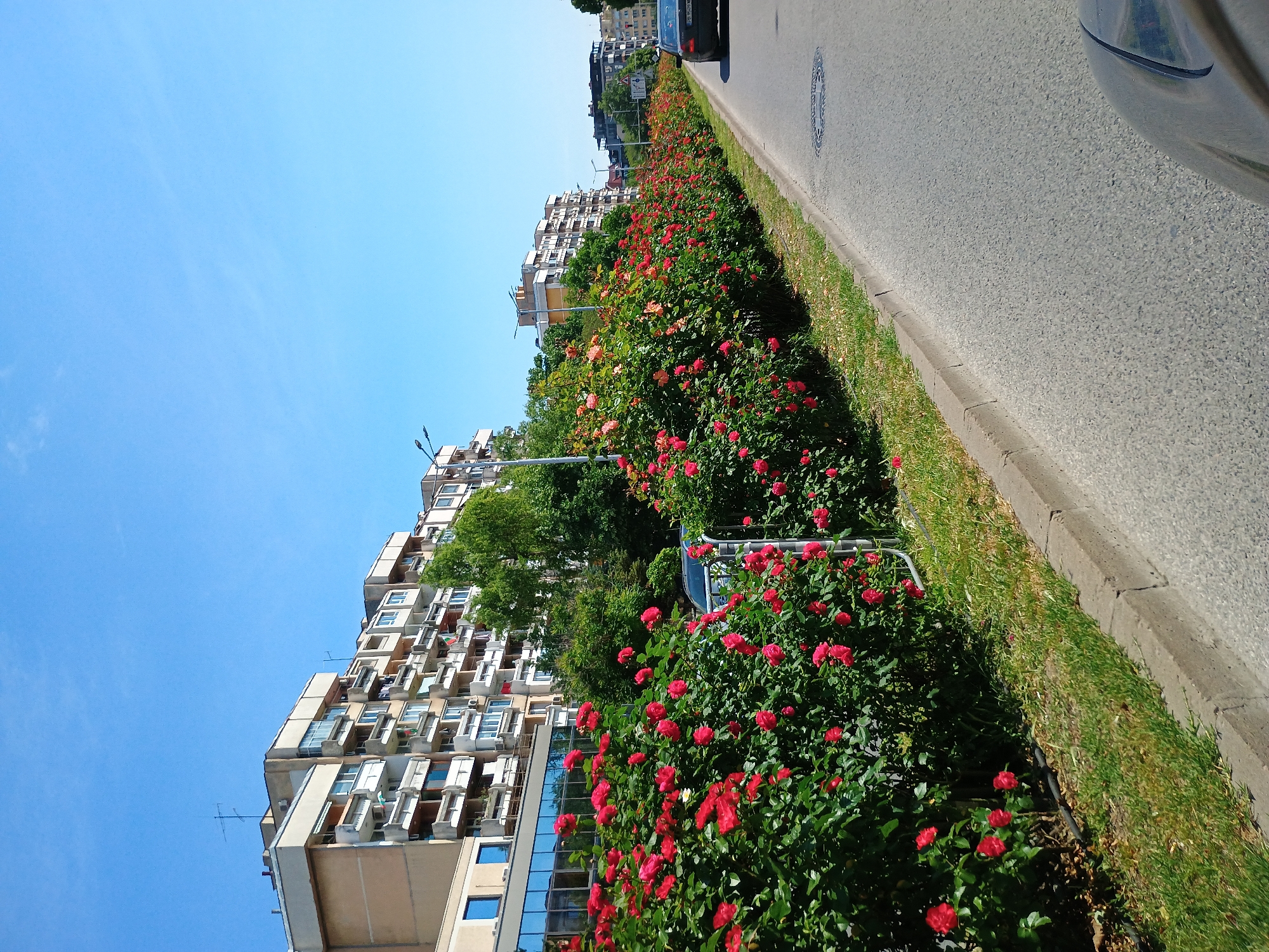 The image captures a scene in an unidentified city, showing a street view alongside a building complex. A roadway occupies the right side of the frame, with a glimpse of vehicular traffic at the top. Adjacent to the road, a green strip of grass borders a dense array of flowering bushes, predominantly featuring red blooms.
The left side of the image presents a multi-story building with numerous balconies. The architecture suggests a residential area, possibly an apartment complex. A clear blue sky provides the backdrop for the scene, indicating a sunny day.