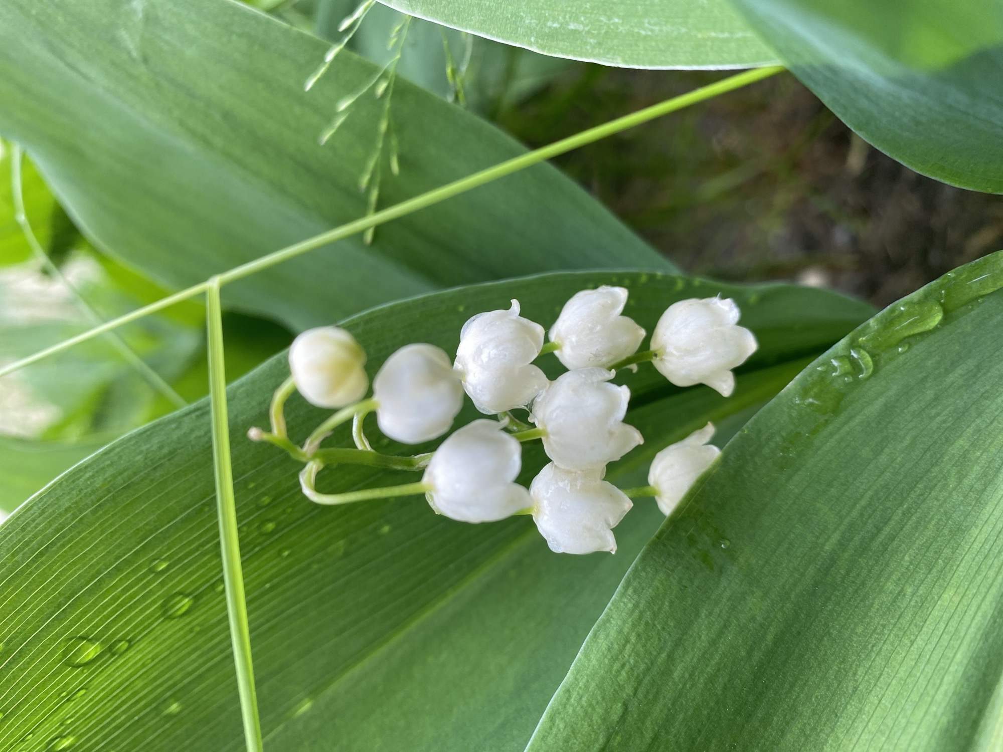 The image is a close-up shot of lily of the valley flowers nestled among broad green leaves. The flowers are small, white, and bell-shaped, with some still in bud form. The leaves are smooth, with visible veins and water droplets on their surface. A thin, green stalk is also visible. The setting appears to be outdoors, with natural light illuminating the scene. The location is not discernible from the image and therefore no information about the city of Dnipro, Ukraine is available.