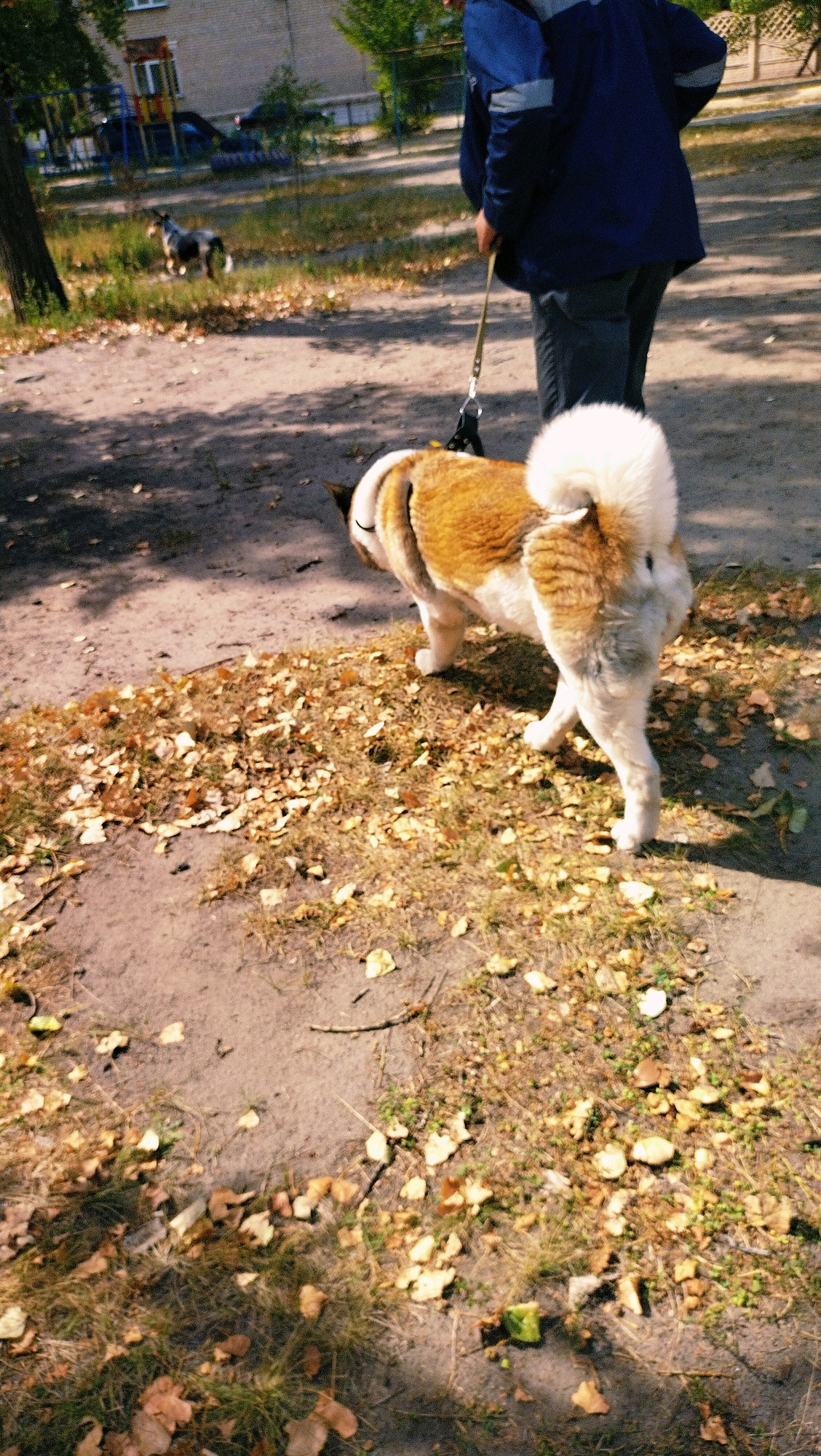 In Horishni Plavni, Ukraine, a person in a dark blue jacket and dark pants is walking a fluffy Akita dog on a leash in a park-like setting. The dog, which is brown and white, has a curled tail and is facing away from the camera. The ground is covered with dry leaves, indicating it is autumn. In the background, there is a playground with blue and yellow structures and a building that appears to be residential. Another dog, possibly a mixed breed, is visible in the distance near the playground. The sun is casting shadows on the ground, suggesting it is daytime.