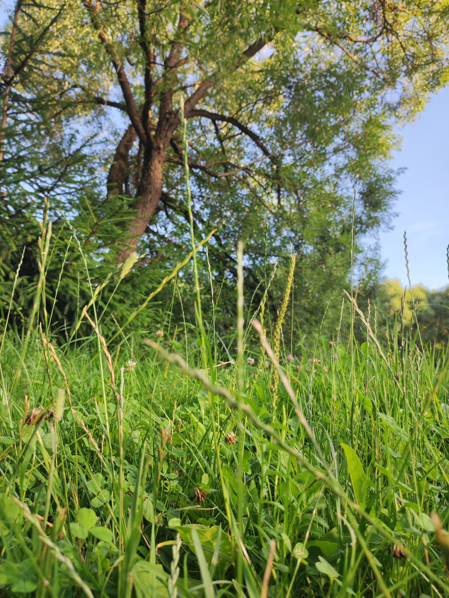 The image depicts a low-angle shot of lush green grass and clover in the foreground, with tall grass stalks dominating the view. In the background, a large tree with green foliage stands against a clear blue sky. Further behind the tree, more greenery and trees are visible. The scene is set outdoors, suggesting a natural or park-like environment. The location is identified as Alabino, Russia. No people or specific actions are depicted in the image.