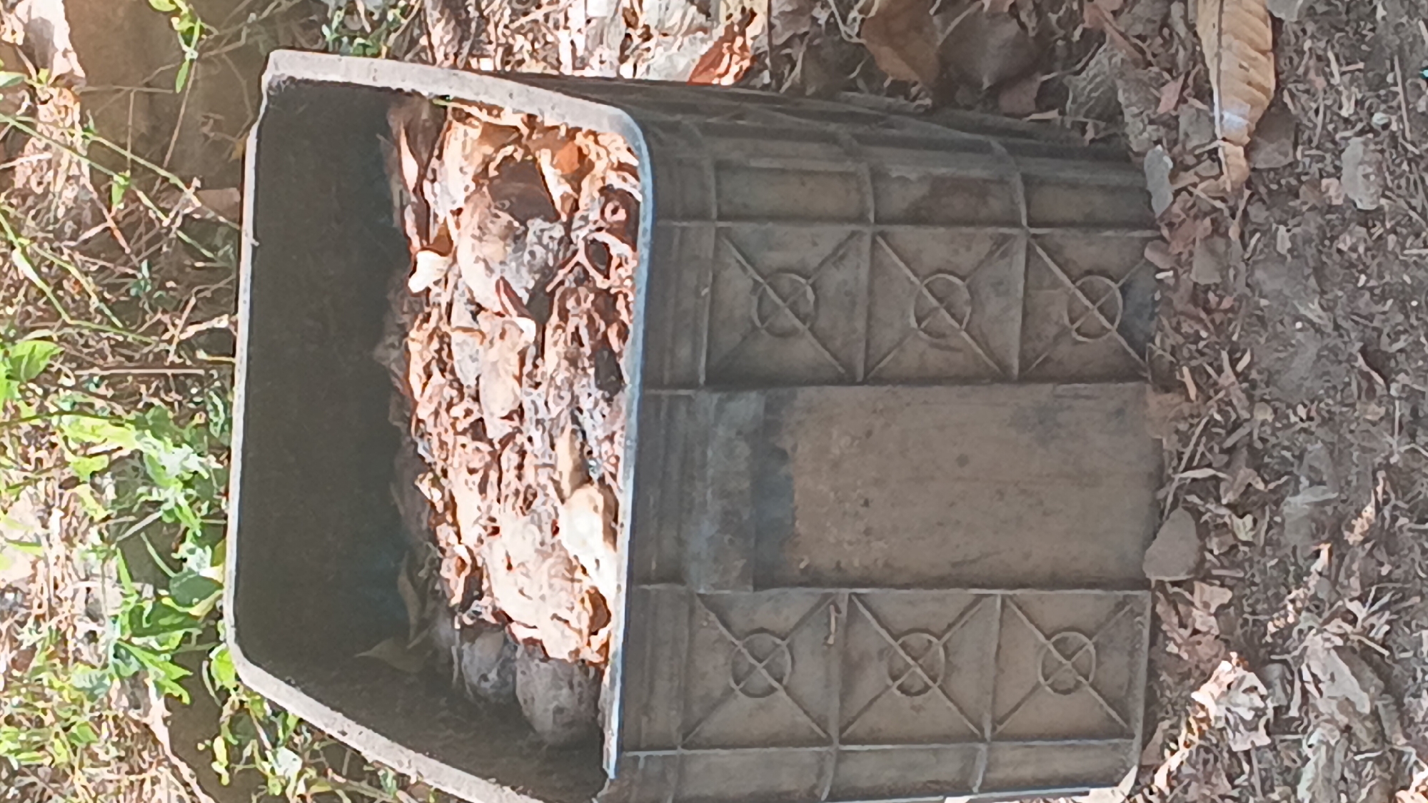 A gray plastic crate is filled with brown leaves and other organic debris. The crate is placed outdoors on a surface covered with dry leaves and dirt. Green foliage is visible in the background, indicating an outdoor environment. The scene appears to be in a natural or semi-natural setting, possibly a yard or garden area, in Prabumulih, Indonesia.