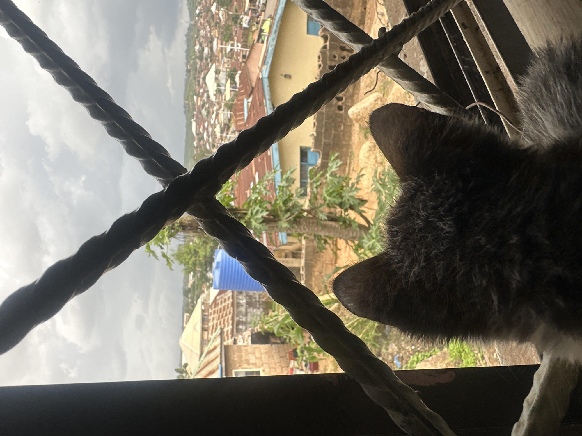 A cat's head and ears are visible in the foreground, looking out a window with metal bars. The bars cross over the view of a city with red-tiled roofs and some yellow buildings. A large blue water tank is visible in the middle ground, along with some greenery and trees. The sky is overcast with clouds. The scene appears to be in an urban environment, possibly in Jos, Nigeria, given the architectural style and density of buildings.
