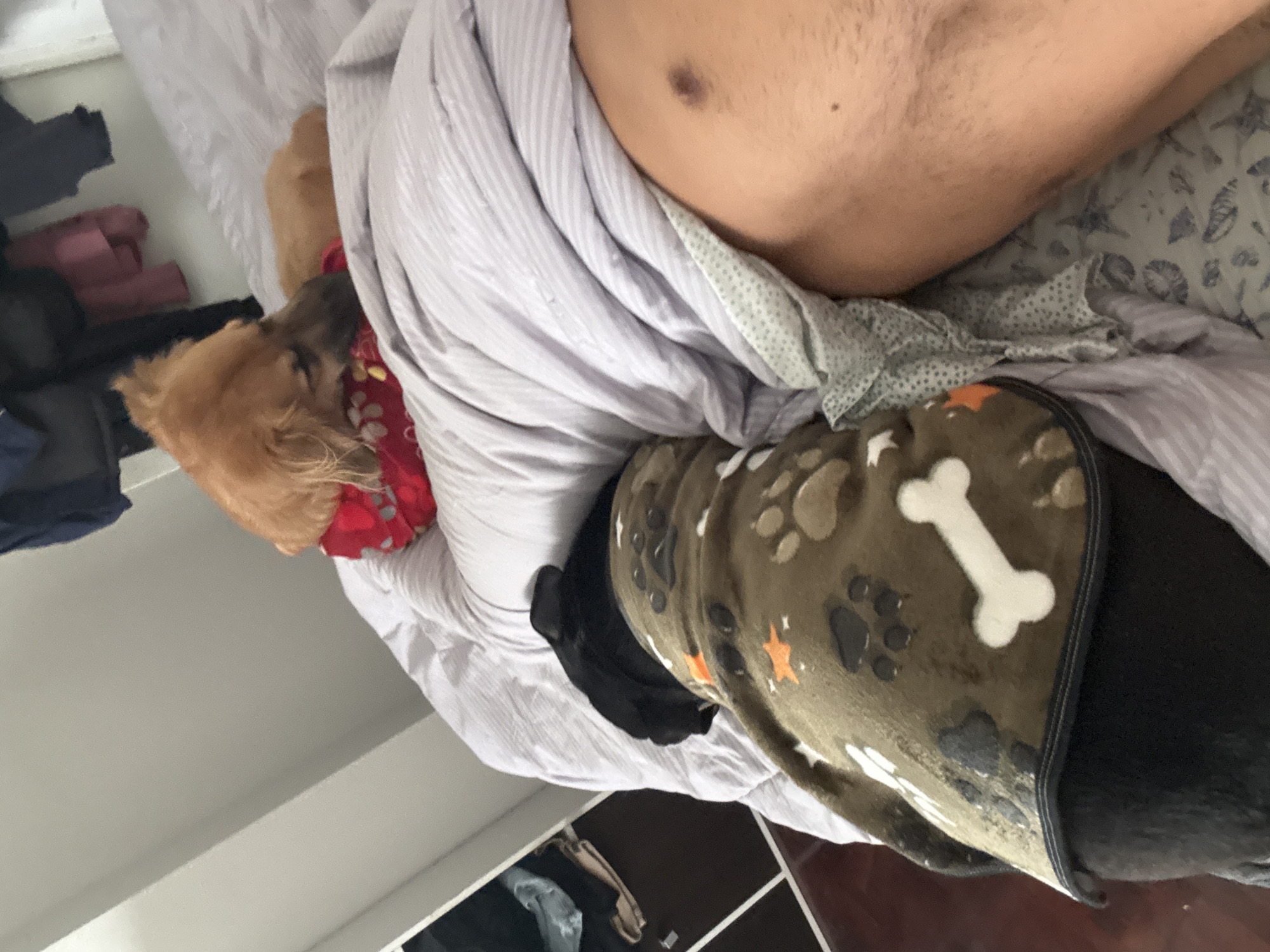 The image shows a person and two dogs in a bedroom. The person is lying in bed, partially covered by a striped duvet. One dog, a light brown color, is lying next to the person, wearing a red bandana with white floral patterns. This dog's head is resting on the person's arm. Another dog, which appears to be black, is also in the bed, wearing a green blanket with paw prints and a white bone pattern. The scene appears to be indoors, in a bedroom, likely in the morning or afternoon, given the lighting. The dogs seem relaxed and comfortable, indicating a peaceful and domestic setting. There is no visible text in the image.