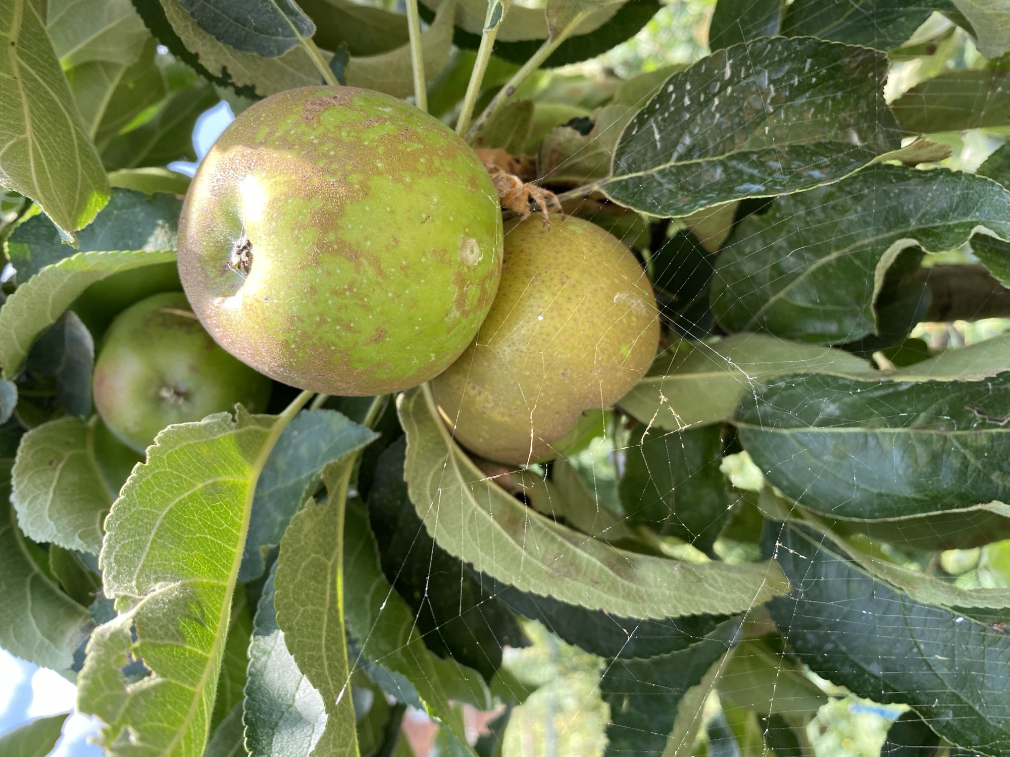 A close-up, eye-level shot captures a cluster of ripening apples on a tree, likely in a garden or orchard setting in Maykop, Russia. The apples are predominantly green with some reddish-brown patches and a slight yellowing, indicating they are nearing ripeness. One apple is positioned above another, and both are partially obscured by lush, green leaves. Delicate spiderwebs are visible, stretched across some of the leaves and between the apples, catching the sunlight. The background is blurred, suggesting an outdoor environment with natural light. There are no people or animals in the image.