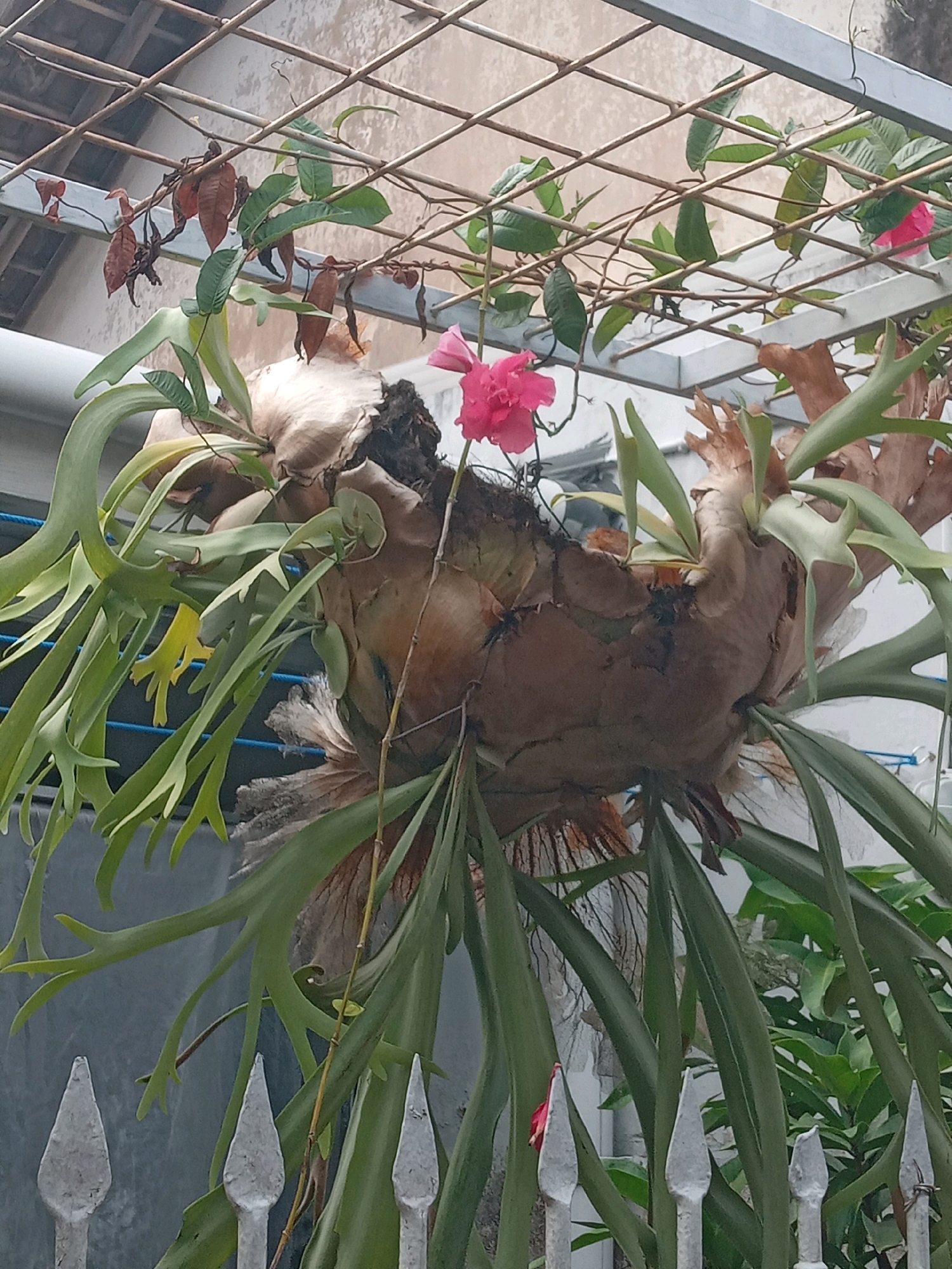 This is a medium-shot, eye-level, outdoor, still photograph taken in Yogyakarta, Indonesia. The image shows a large staghorn fern plant (Platycerium) mounted on a wooden structure and suspended from a metal trellis overhead. The fern has large, leathery fronds, some of which are green and healthy, while others appear dried and brown. A single bright pink flower is visible on the fern. The background consists of a textured wall, possibly a building, and a glimpse of foliage behind the fern. In the foreground, a decorative metal fence with pointed finials is partially visible. The overall lighting suggests it is daytime, likely overcast or with diffused sunlight.