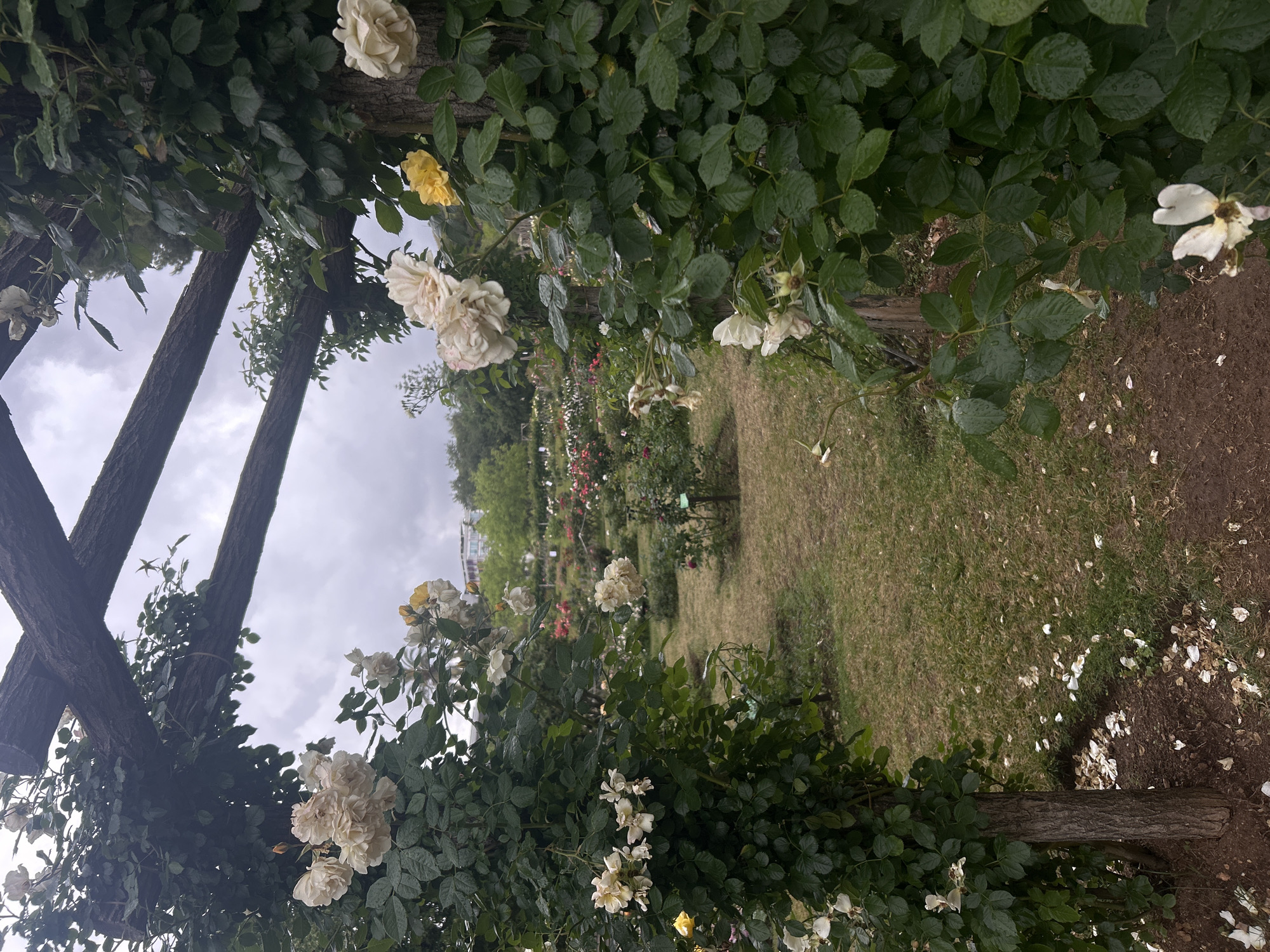 The image shows a perspective view of a rose garden with an arched wooden trellis in Barcelona, Spain. The trellis is overgrown with rose bushes bearing white and yellow flowers. The garden contains rows of rose bushes of various colors and the ground is covered with grass, bare earth, and fallen rose petals. The sky is overcast.