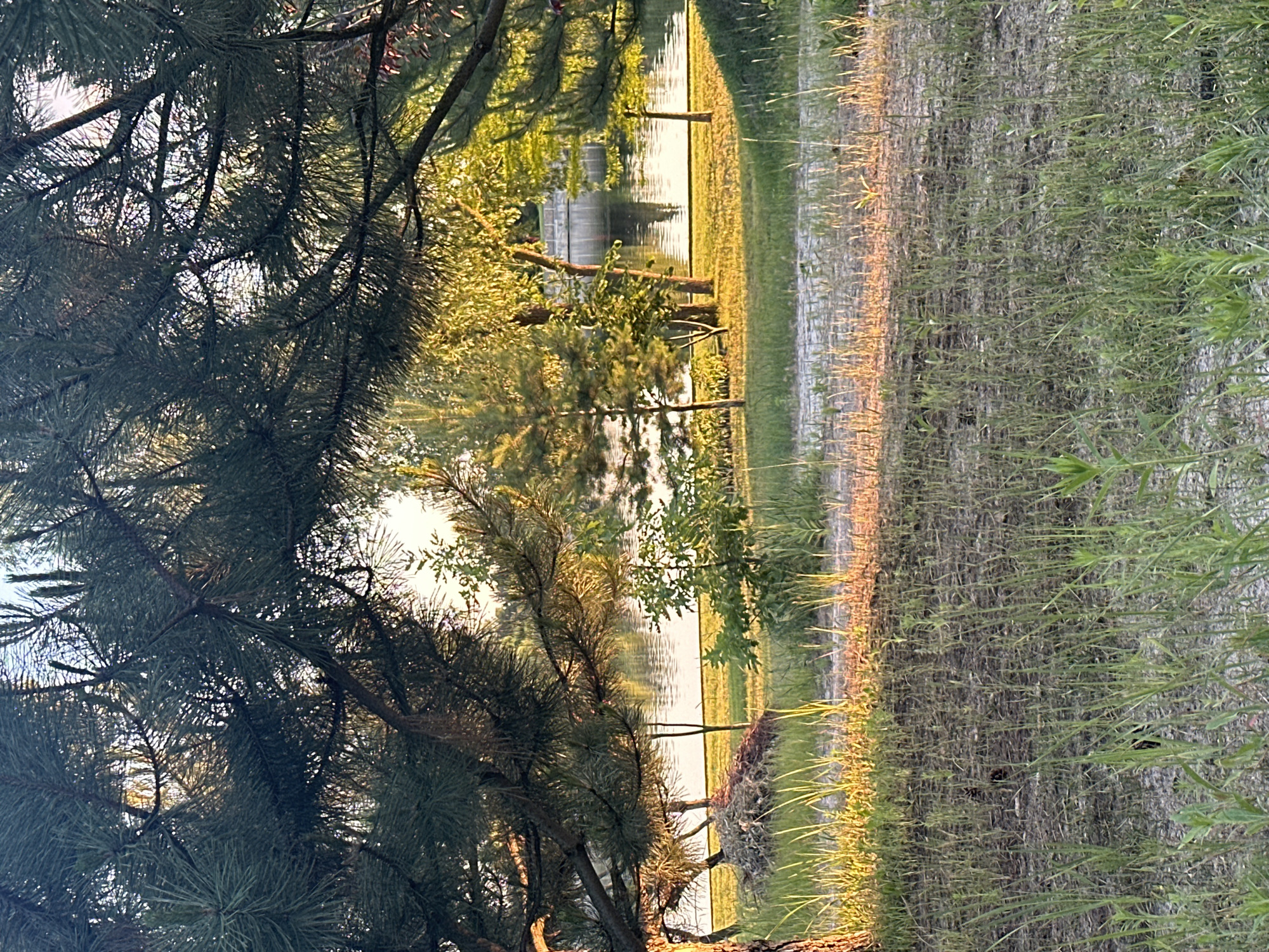 A photograph captures a serene natural scene, likely a park or a waterfront area, bathed in the warm glow of late afternoon sunlight. The foreground is dominated by tall, green grass and sandy soil, with a few scattered pine needles hinting at the presence of coniferous trees. In the mid-ground, a calm body of water, possibly a lake or river, reflects the surrounding trees and the sky. The water's surface is smooth, with subtle ripples indicating a gentle breeze.
Along the edge of the water, a variety of trees and shrubs create a lush green backdrop. Some of these trees are young and slender, while others are more mature, with branches extending towards the water. Sunlight filters through the leaves, casting dappled shadows on the ground and highlighting the vibrant greens and yellows of the foliage. A man-made structure, possibly a low wall or bridge, is visible on the far side of the water, adding a subtle touch of human presence to the otherwise natural landscape.
In the upper portion of the image, the dense branches of a large pine tree frame the scene, its dark green needles contrasting with the brighter foliage and sky. The branches create a natural archway, drawing the viewer's eye towards the tranquil water and the inviting greenery beyond. The overall impression is one of peace and natural beauty, a quiet moment captured in time. No people or animals are visible in the frame.