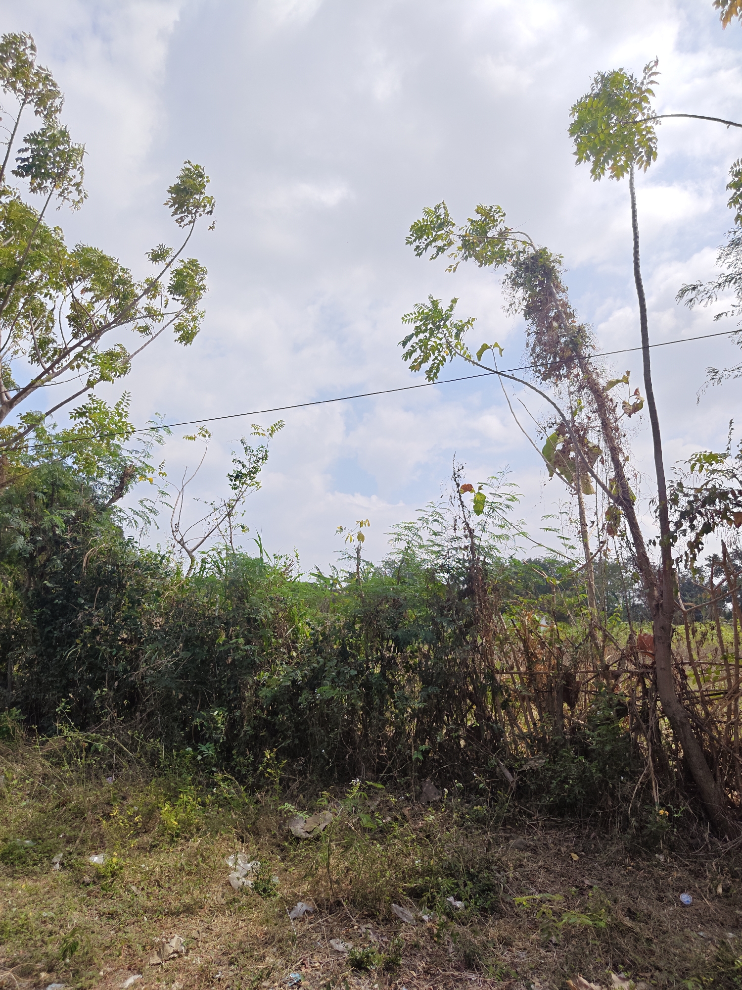 This is an outdoor, eye-level, medium shot of a cluttered natural scene with a cloudy sky. In the foreground, there is dry grass and leaf litter, along with scattered pieces of white and clear plastic trash. Behind the grass, dense green foliage forms a wall of vegetation. Several thin trees, some with leafy branches and others with dry, vine-covered trunks, rise vertically from the foliage. One tree on the right has a dark, textured bark. A thin black wire stretches horizontally across the middle of the frame, passing behind the trees. The background consists of more greenery and a bright, cloudy sky with patches of blue visible. The scene appears to be a neglected area on the outskirts of Cermee, Indonesia, possibly a roadside or undeveloped lot.