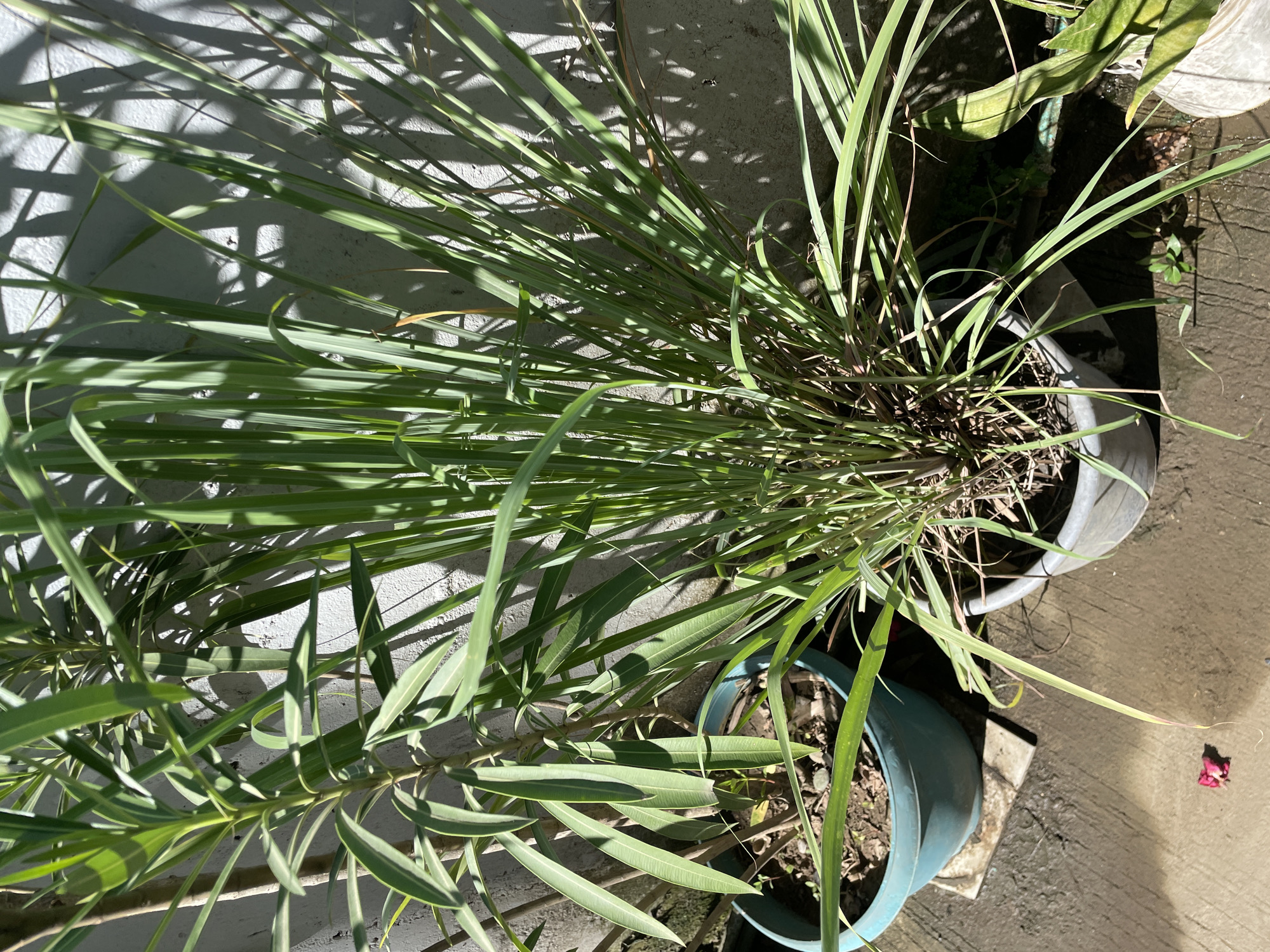 The image depicts an outdoor scene in Davao City, Philippines, showing a collection of potted plants against a textured concrete wall. In the foreground, a large clump of lemongrass with long, green, blade-like leaves is planted in a gray pot. To the left, a tall plant with slender, lance-shaped leaves, possibly a type of oleander, is in a turquoise pot. The ground is a wet, grayish concrete surface with visible grid lines. Sunlight casts dappled shadows from the plants onto the wall, indicating it is daytime. A small, wilted pinkish-red flower lies on the wet ground near the turquoise pot. The environment suggests a garden or patio area, characteristic of a residential or commercial space in Davao City.