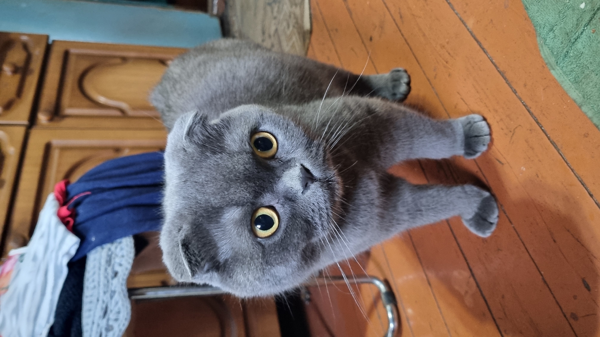 A grey Scottish Fold cat with yellow eyes stands on a wooden floor. The cat is facing forward with its ears folded. In the background, there is a wooden cabinet and a chair with blue and grey fabric draped over it. The environment appears to be indoors, likely in a residential setting. There is no information to suggest the location is the city of Vysokoe, Russia.
