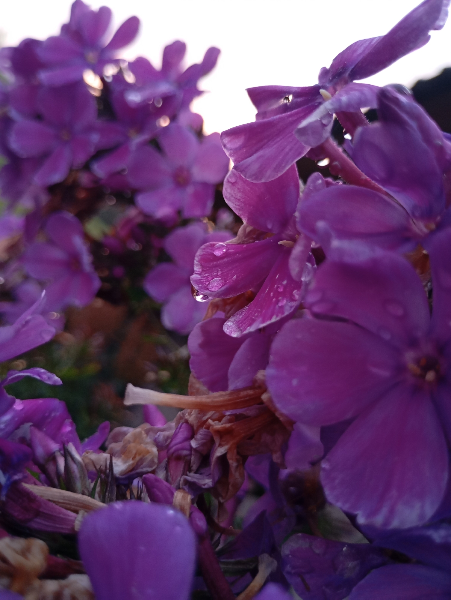 The image shows a close-up, low-angle view of a cluster of vibrant purple flowers, possibly phlox, with dew drops on their petals. The flowers are out of focus in some areas, with a bright sky visible in the background, suggesting it was taken at dawn or dusk. The petals are delicate and some are slightly curled. There are also some dried flower parts visible among the fresh blooms. The lighting is soft and natural. The image does not contain any identifiable landmarks of Фоки, Russia, or any people or specific actions. The scene is focused entirely on the natural beauty of the flowers.