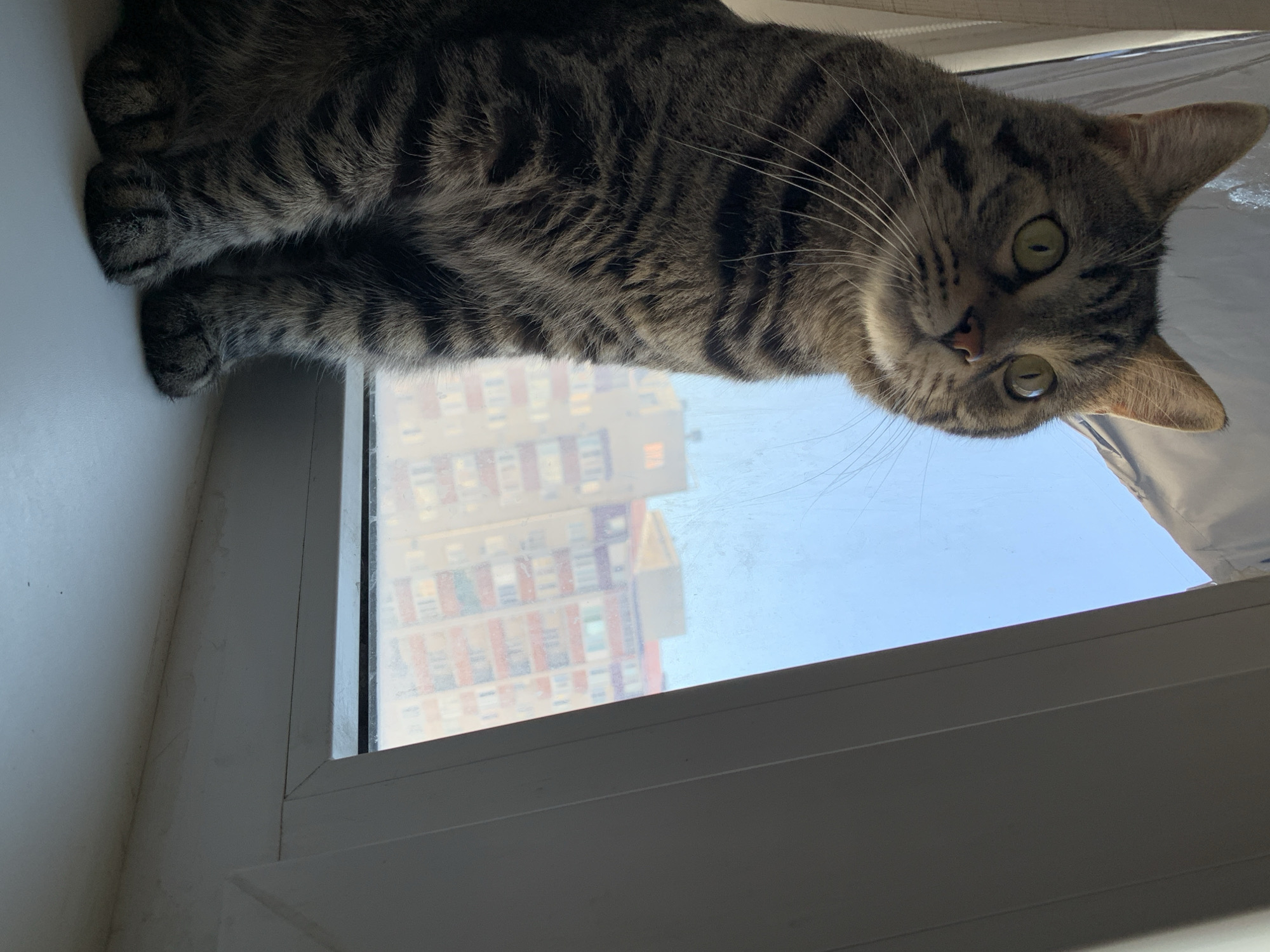 A tabby cat sits on a windowsill, looking out at a city view. The cat is in the foreground, its striped fur clearly visible. Behind the cat, a window looks out onto a residential area with apartment buildings. The sky is a clear blue. The windowsill is white.